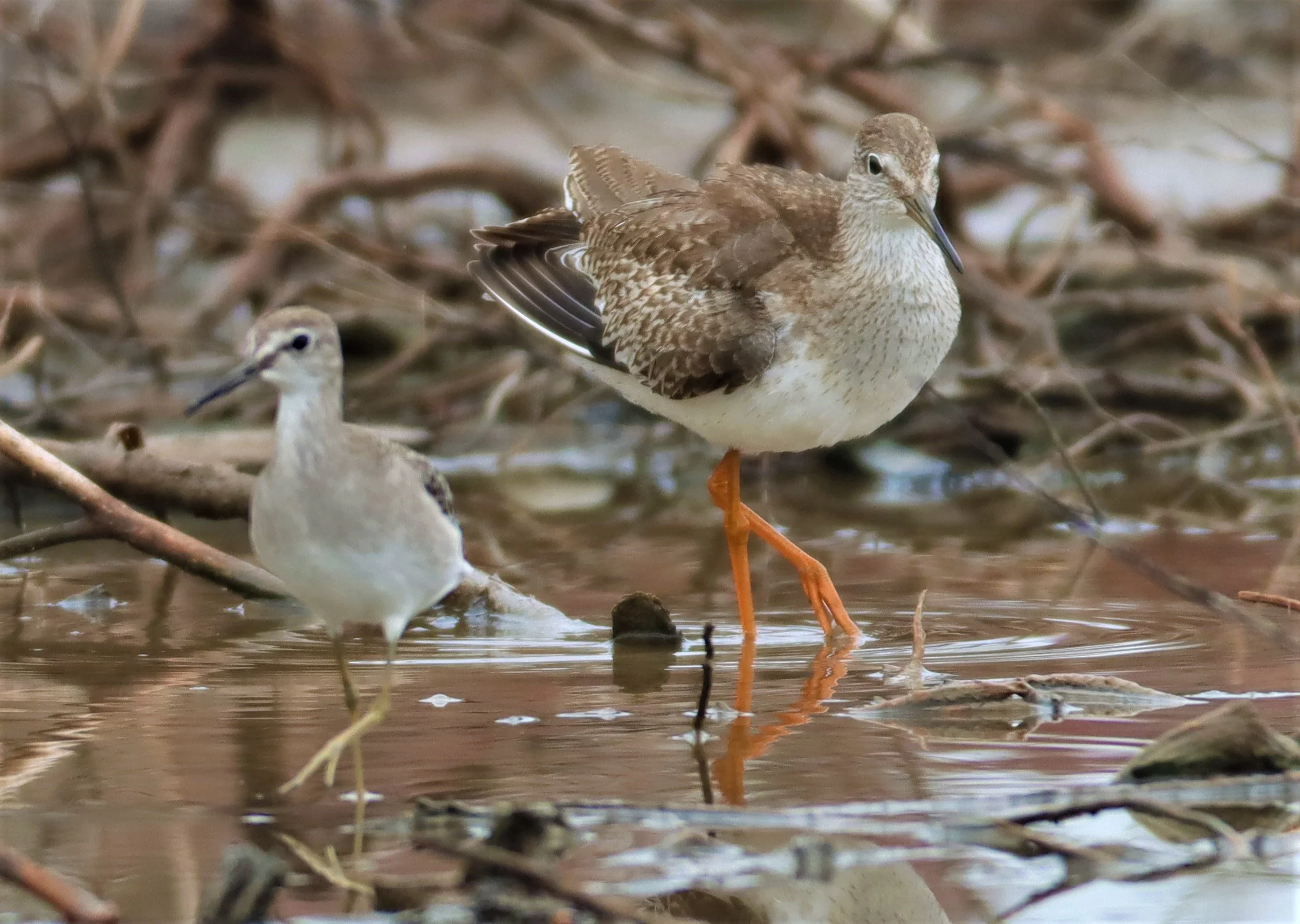 REDSHANK - SPOTTED REDSHANK - Tringa erythropus - WITH WOOD SANDPIPER - BANG PU MANGROVE RESERVE SAMUT PRAKAN SEPT 5 2021 (4).jpg