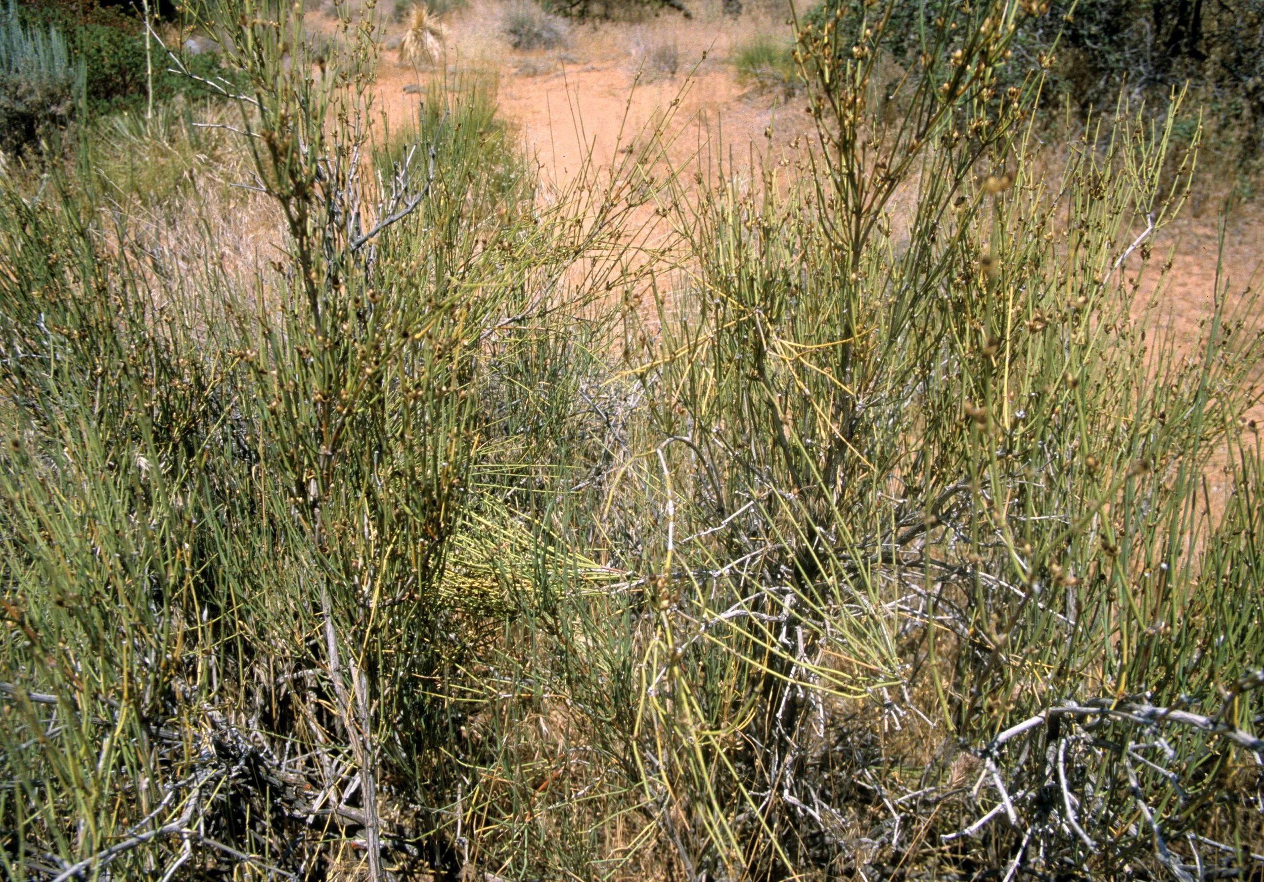 UTAH - ZION - EPHEDRA SPECIES - MORMON TEA.jpg