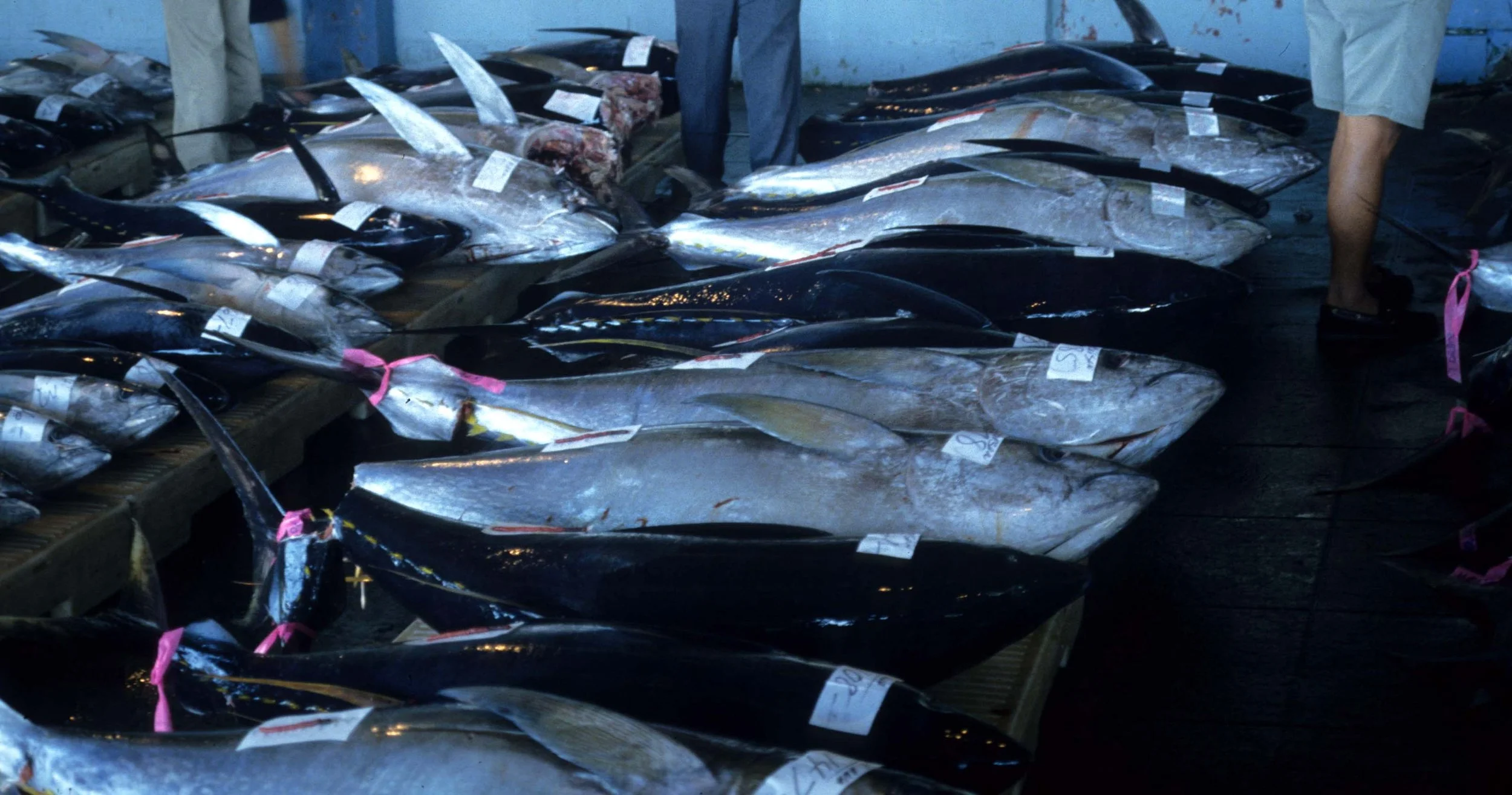 HAWAII - HAWAII - HILO - FISH MARKET.jpg