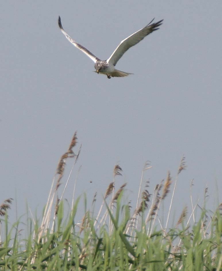 Circus spilonotus - EASTERN MARSH HARRIER - SELENGA DELTA LAKE BAIKAL RUSSIA (15).jpg