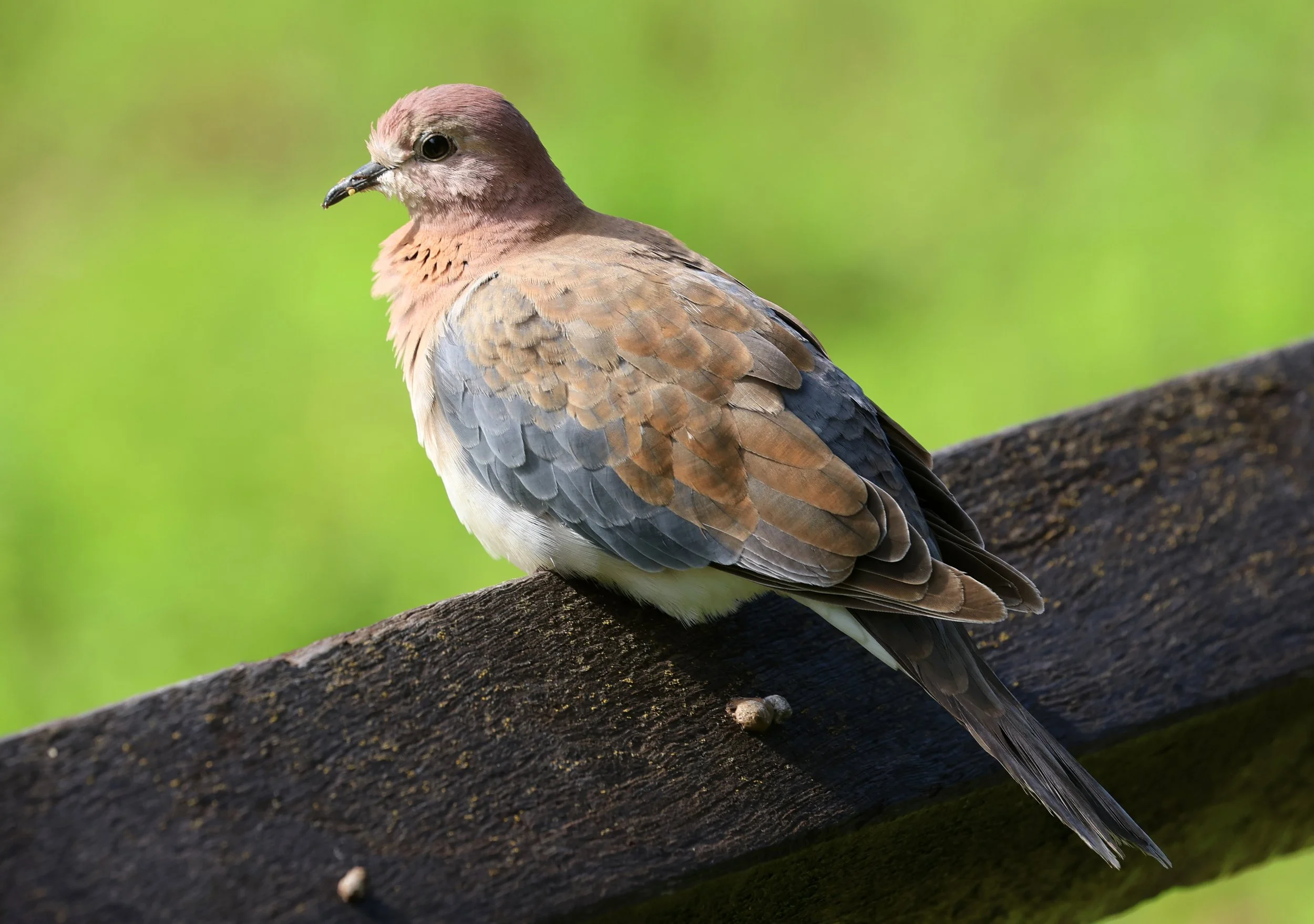Laughing Dove (Spilopelia senegalensis) Rottnest Island - Western Australia (22).jpg