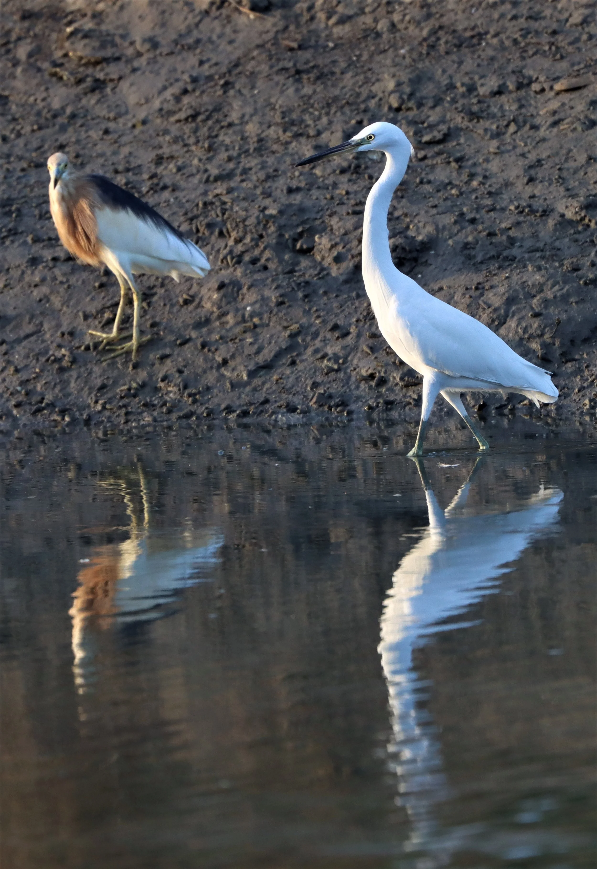 EGRET - CHINESE EGRET - Egretta eulophotes - LAEM PAK BIA PETBURI (44).jpg
