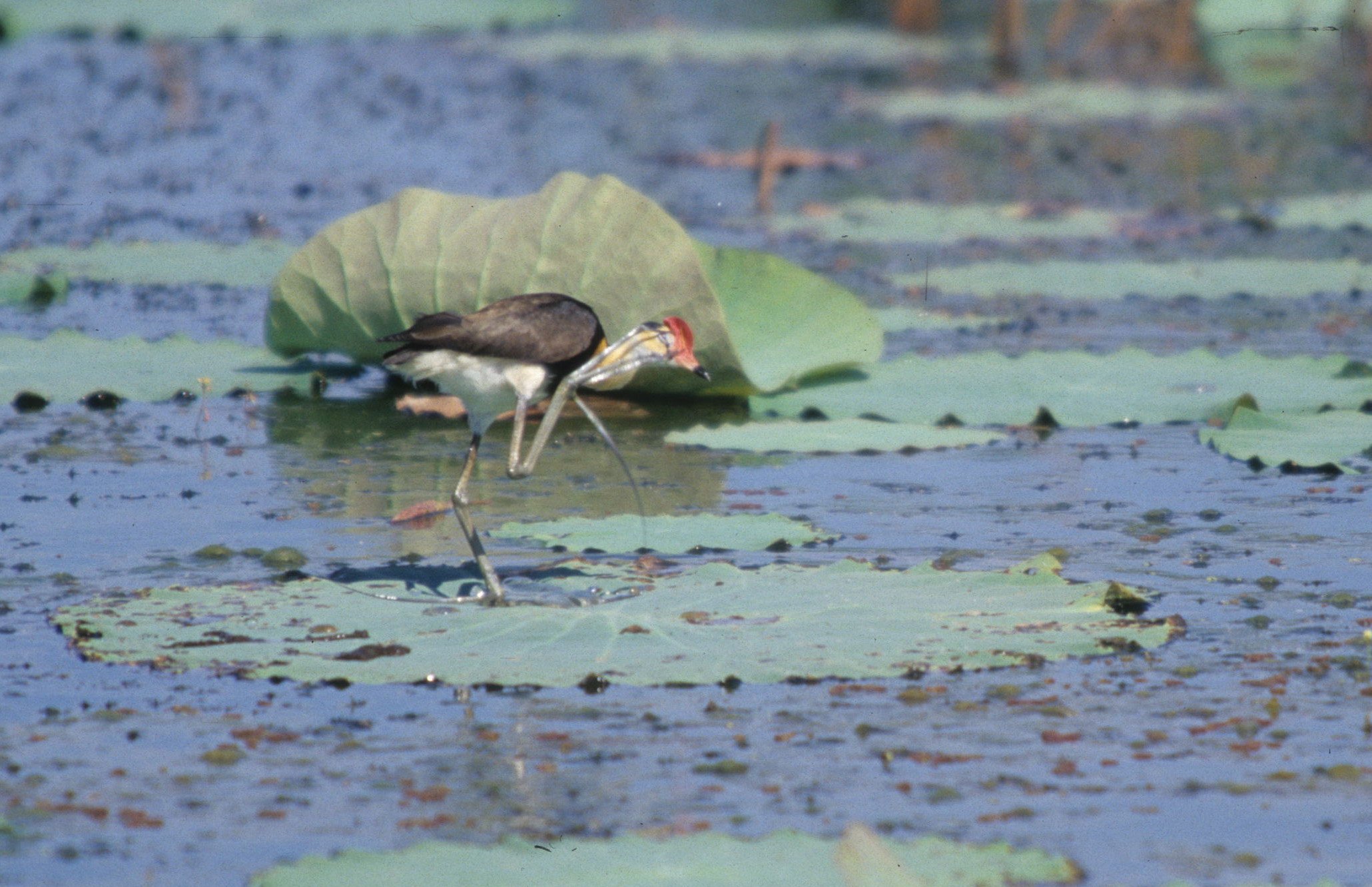 BIRD - JACANA - COMB-CRESTED JACANA - KAKADU NP D.jpg