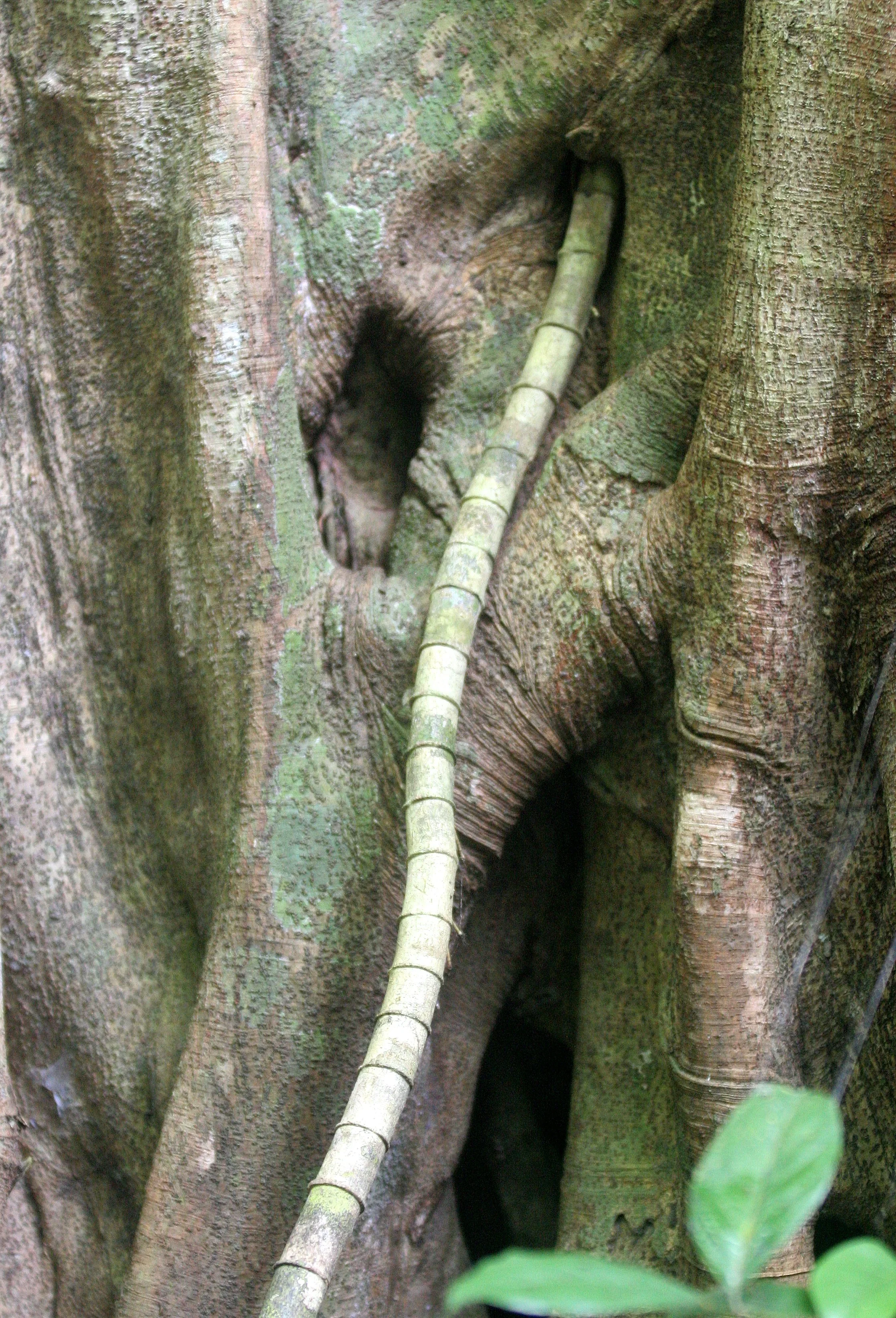 KINABATANGAN RIVER BORNEO - FICUS SPECIES  (5).JPG