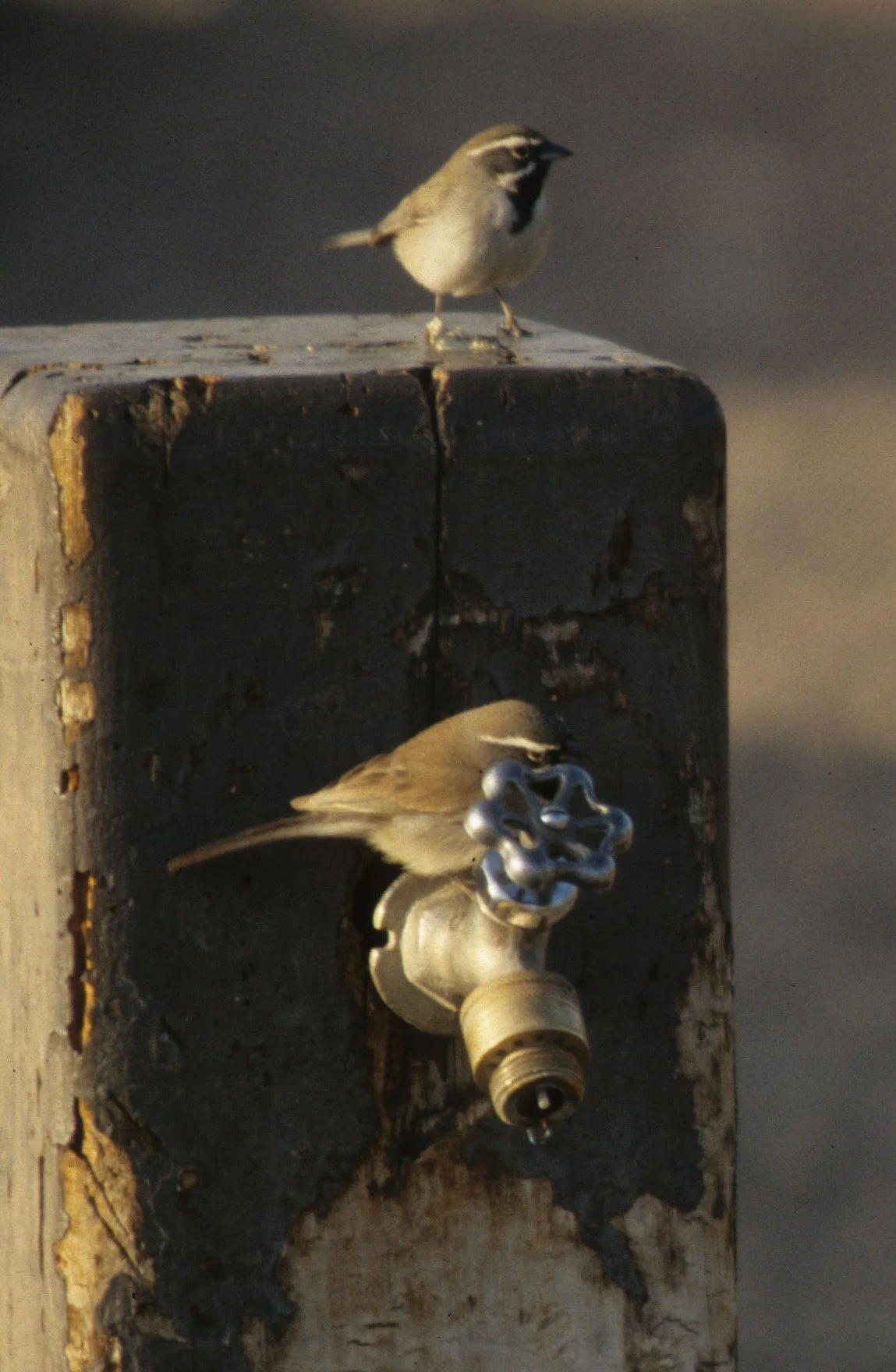 Black-throated Sparrow (Amphispiza bilineata) Organ Pipes National Monument Arizona.jpg