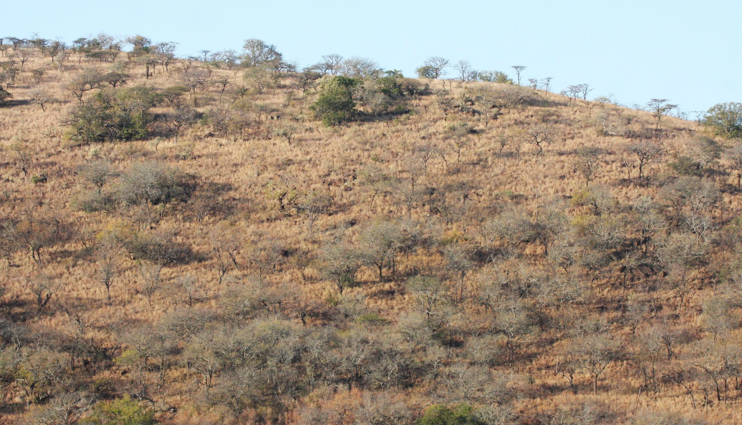 IMFOLOZI NATIONAL PARK SOUTH AFRICA - BUSHVELD COMMUNITY (4).JPG