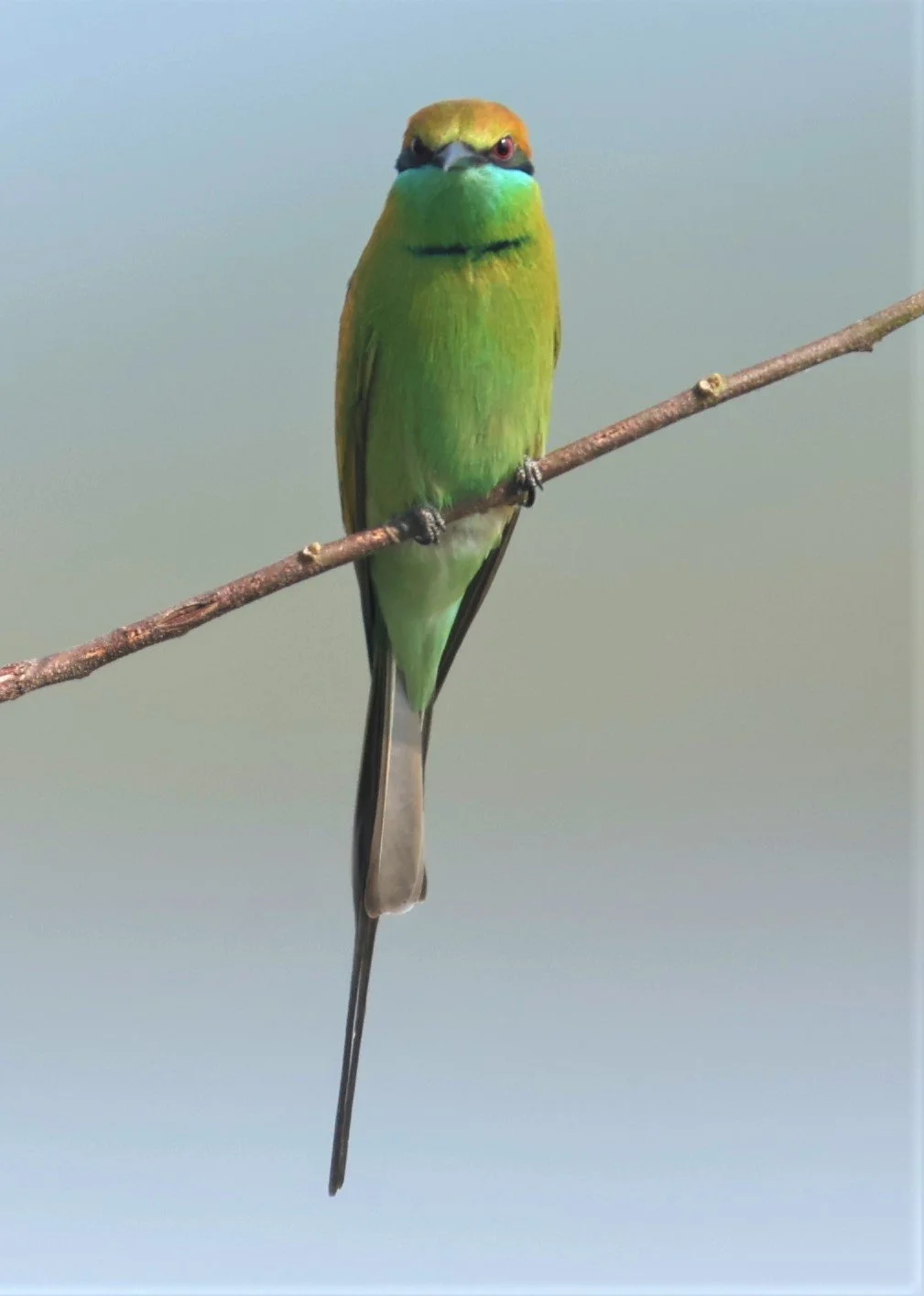 BEE-EATER - GREEN BEE-EATER - Merops orientalis - CHIANG SAEN CHIANG RAI - COUNTRYSIDE AND SMALL LAKE  (13).JPG