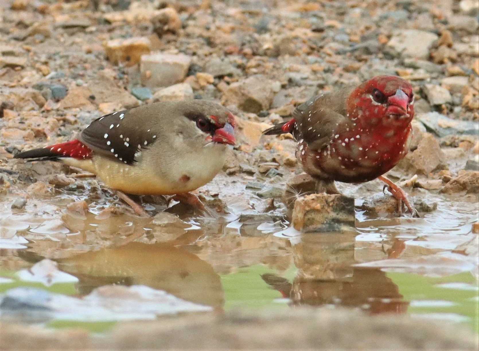 RED AVADAVAT - Amandava amandava - THAP YAO RICE FIELDS LAT KRABANG (131).jpg