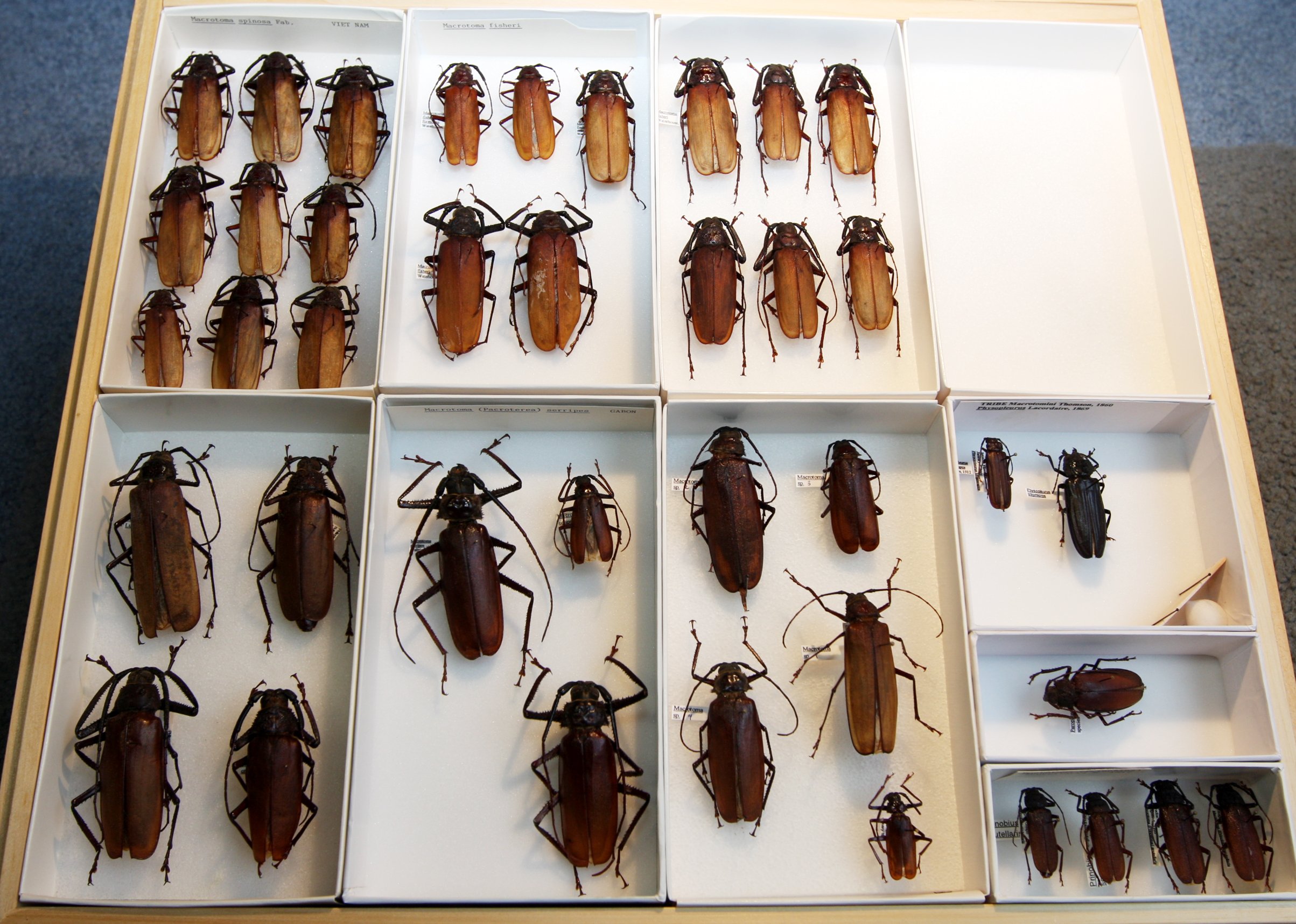 Prioninae 4  Macrotomini (2).JPG