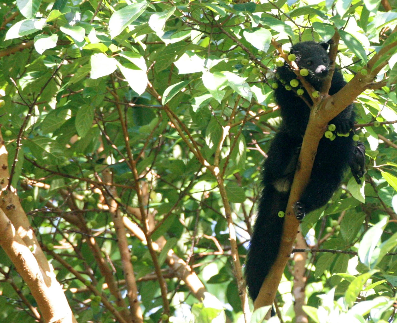 Arctictis binturong pageli -  BORNEAN BINTURONG (BEARCAT) - FEEDING ON FICUS - TABIN WILDLIFE RESERVE BORNEO (6).JPG