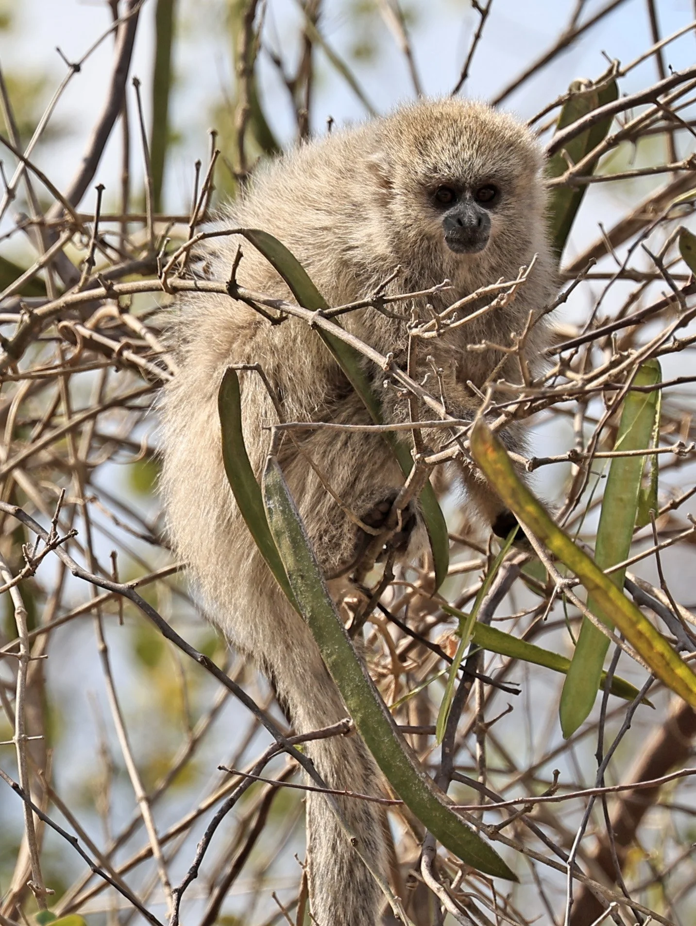 Chacoan Titi (Plecturocebus pallescens) Agua Dulce Paraguay (11).jpg