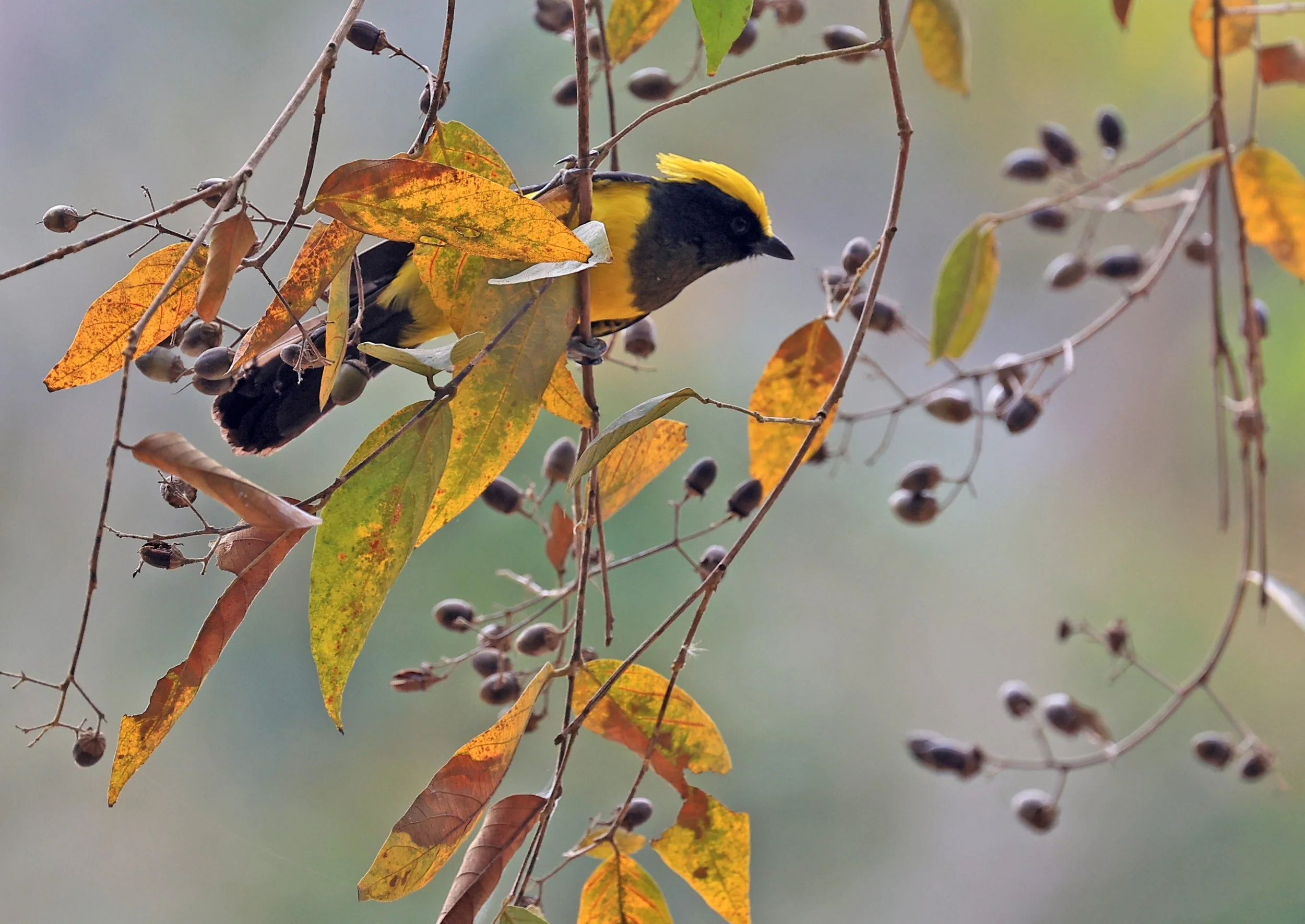 Sultan Tit (Melanochlora sultanea) Kaeng Krachan National Park ESS Expedition 2026(46).jpg