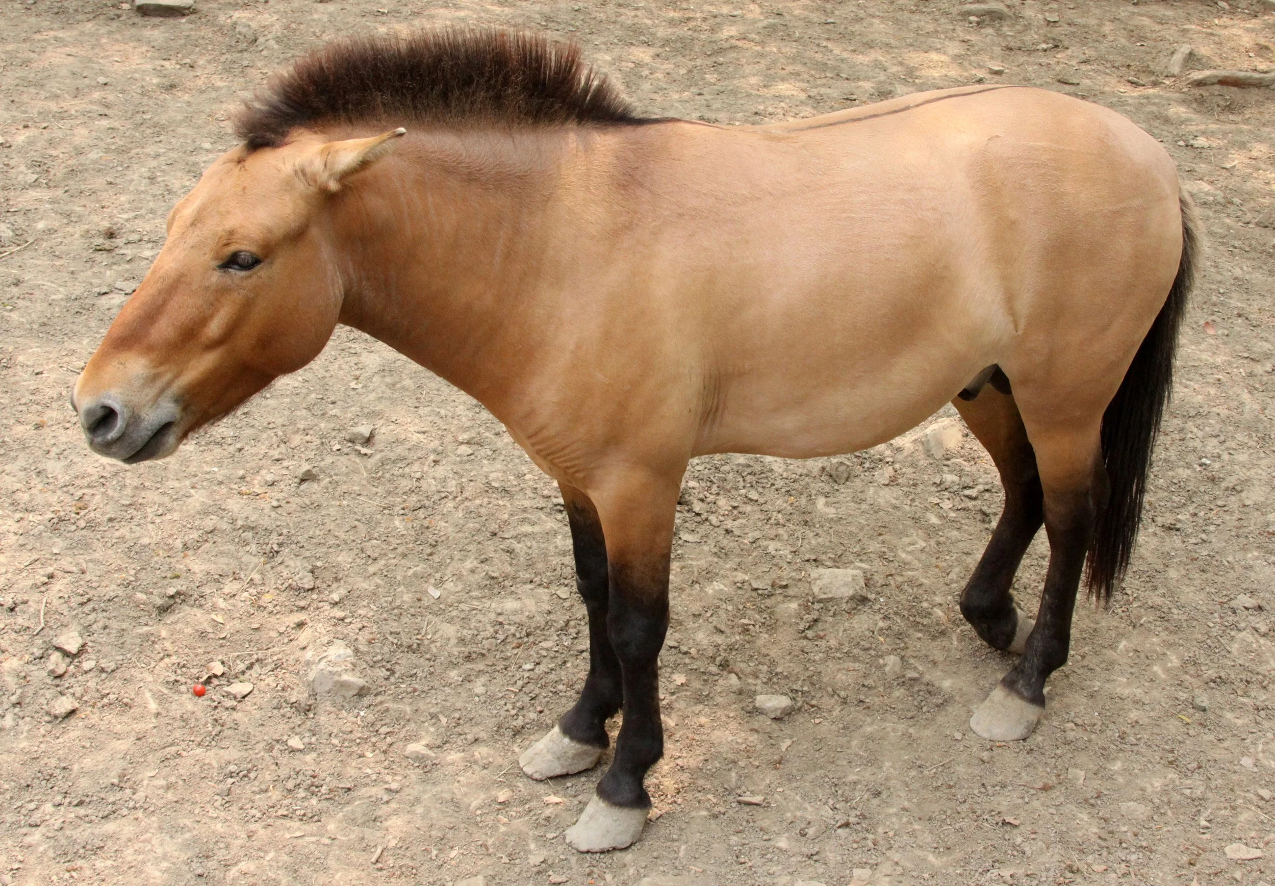 Equus ferus przewalskii - PREWALKSI'S HORSE - SHANGHAI ZOO (16).JPG