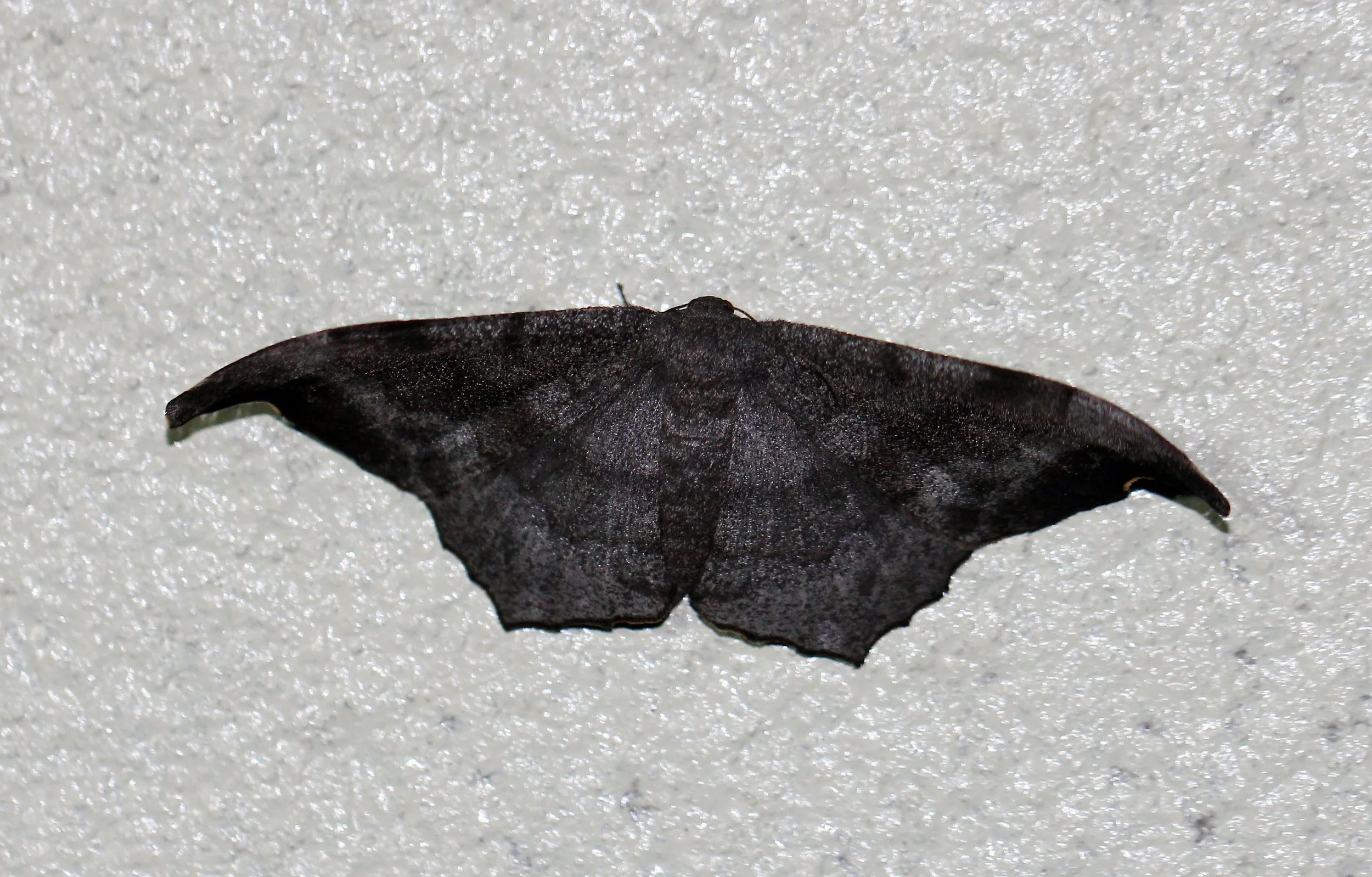 Family Drepanidae - Hooktip Moths