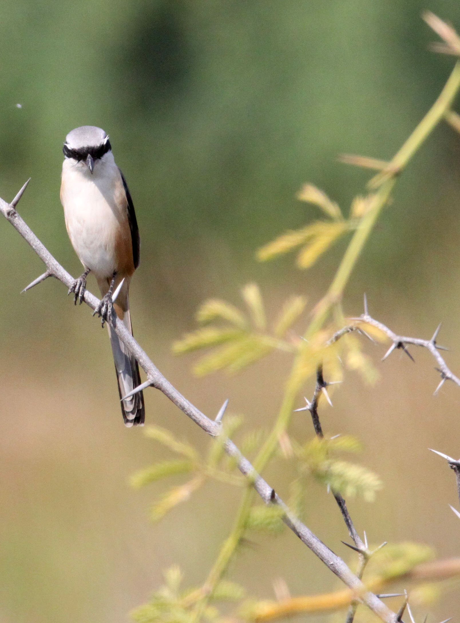 Long-tailed Shrike (Lanius schach) Blackbuck NP Gujarat India (3).JPG