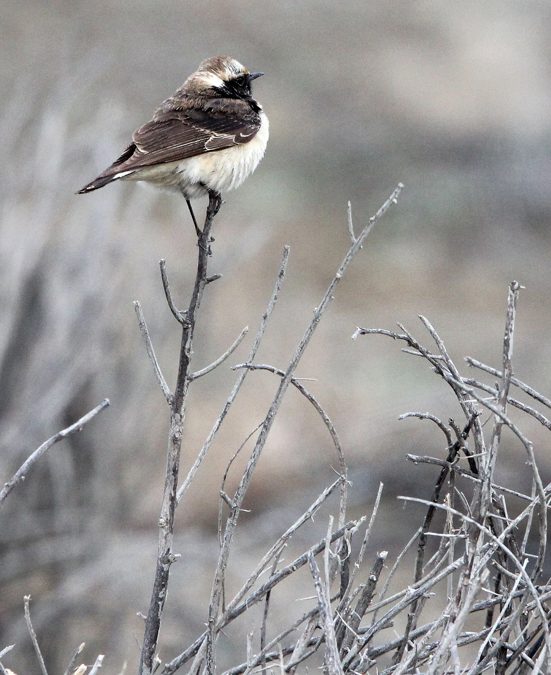 BIRD - WHEATEAR - PIED WHEATEAR - WUTONG GOU DESERT ATTRACTION XINJIANG CHINA (5).JPG
