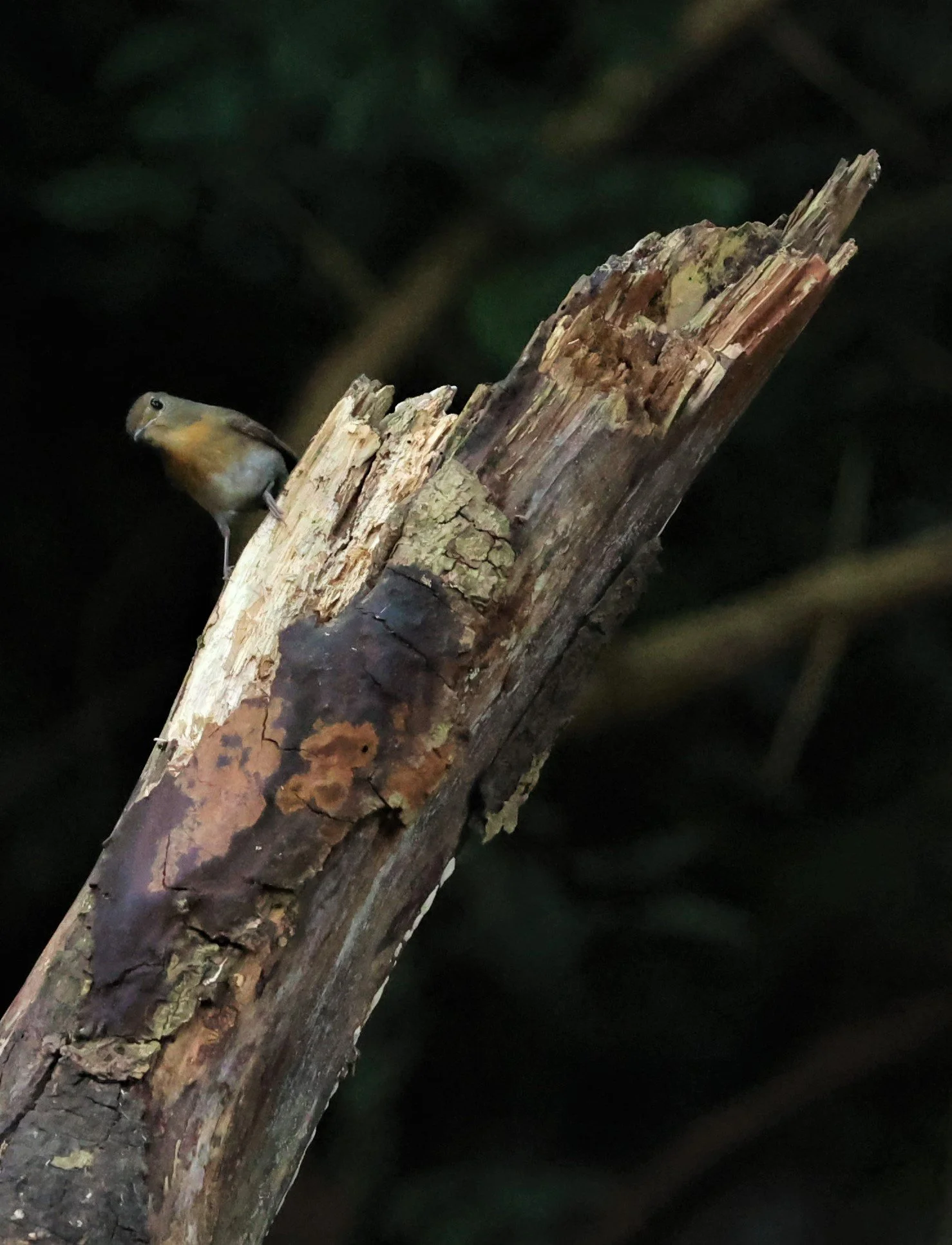 FLYCATCHER - INDOCHINESE BLUE-FLYCATCHER - Cyornis sumatrensis - PETCHABURI PROVINCE - NUY HIDE NEAR KAENG KRACHAN JAN 2022 (12).jpg