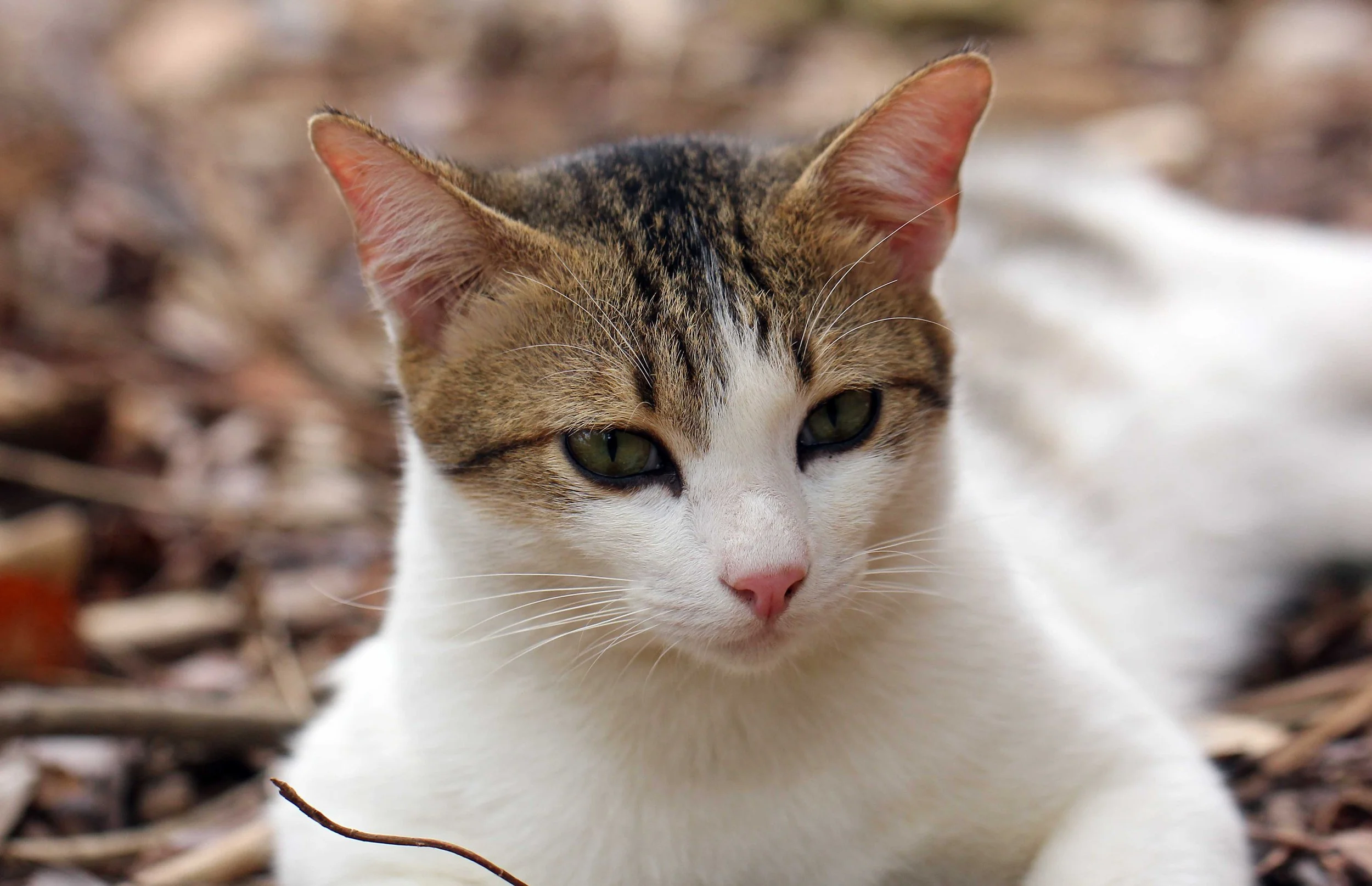 2015 Koh Lanta Songkran with friends from ISB (441).JPG