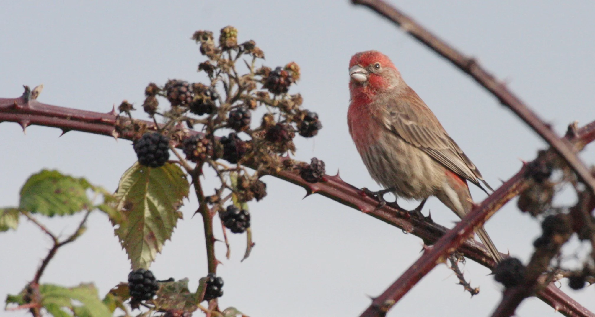 House Finch (Haemorhous mexicanus) Jamestown Washington (12).JPG