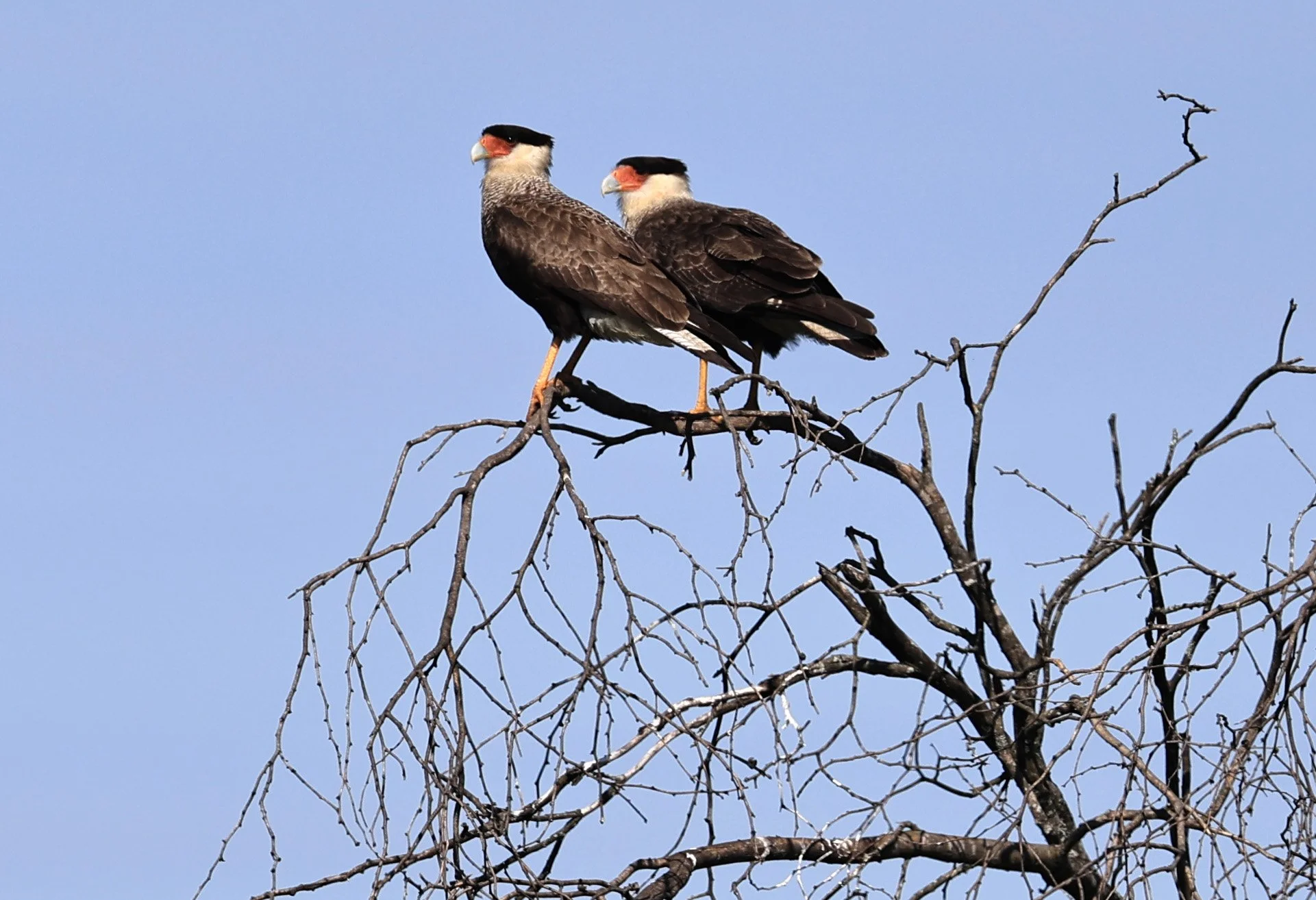 Crested Caracara (Caracara plancus) Wetlands along Road between Pozo Colorado & Asuncion (5).jpg