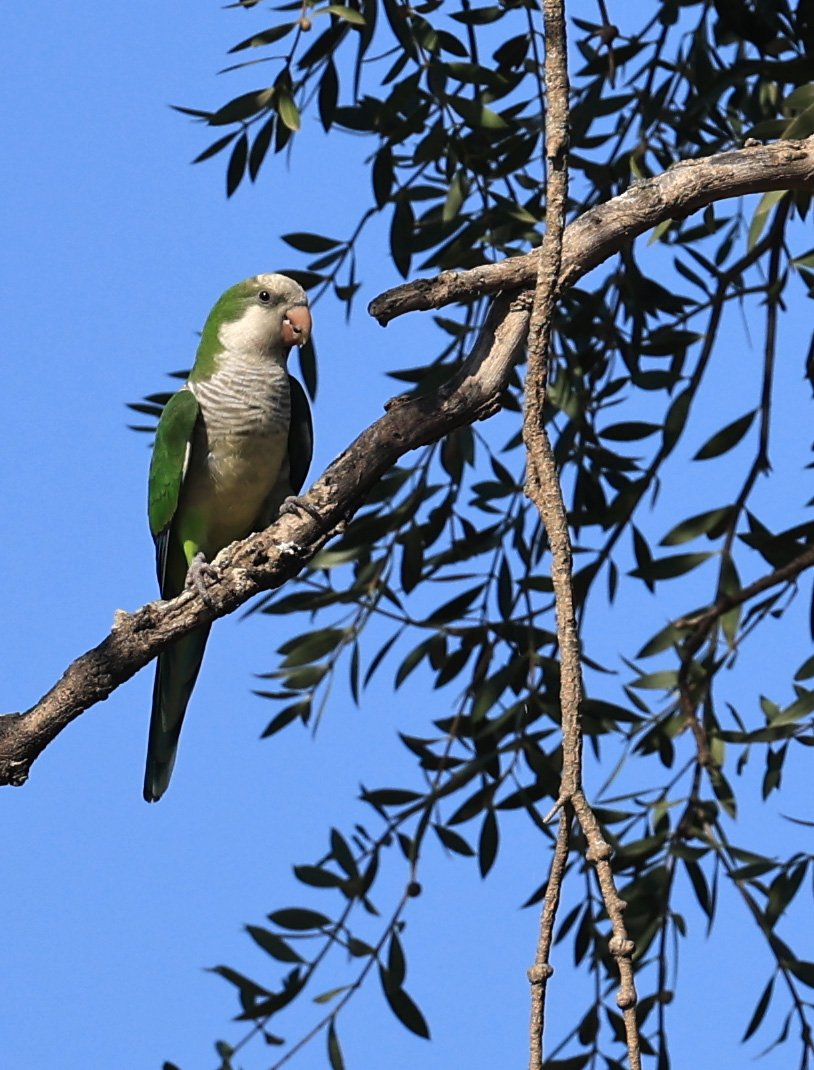Monk Parakeet (Myiopsitta monachus) Agua Dulce Paraguay (1).jpg