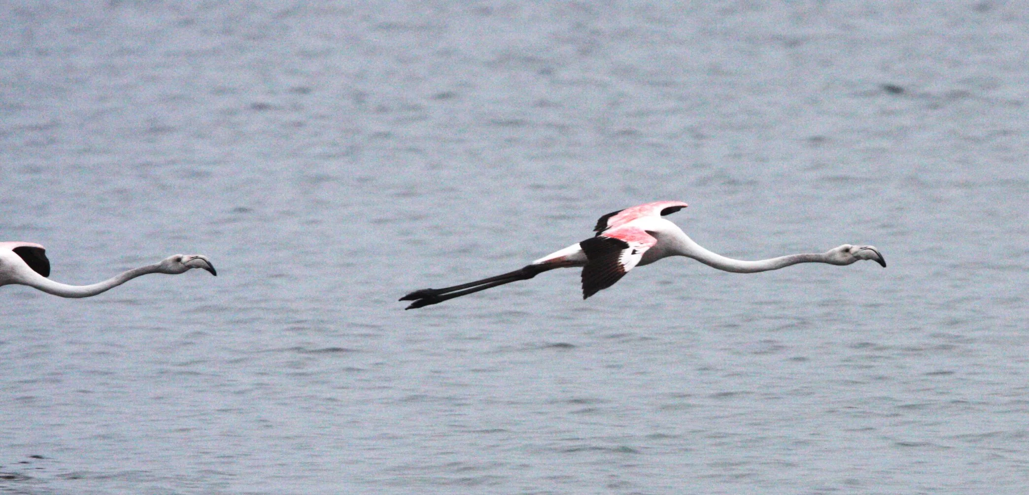 Phoenicopterus roseus - Greater Flamingo - Walvis Bay Namibia (58).JPG