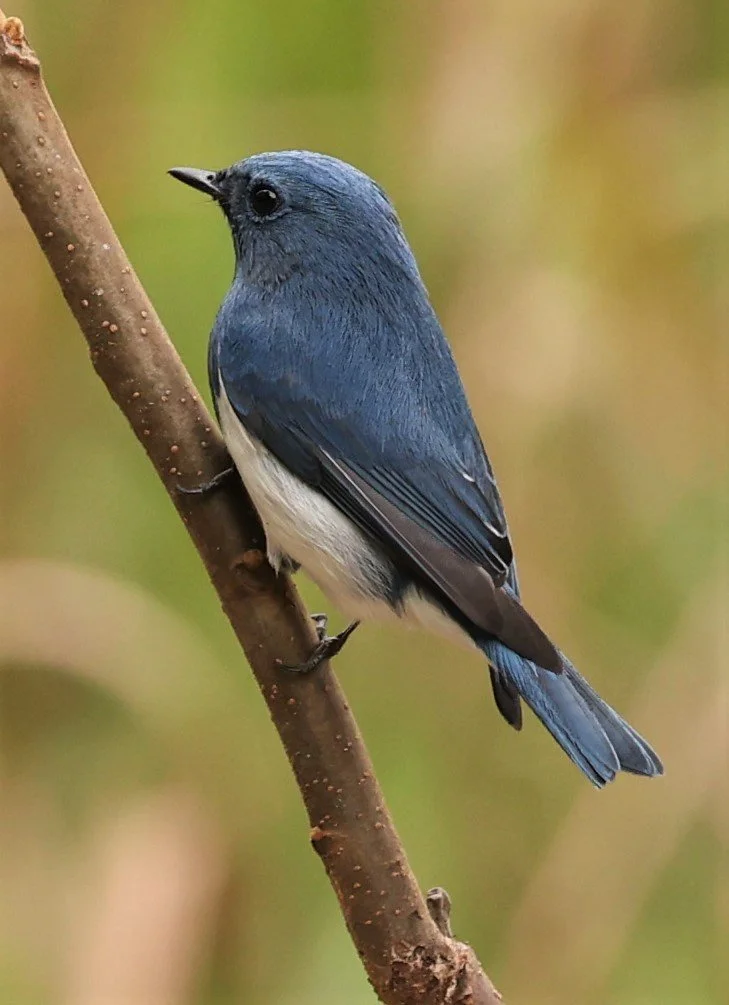 FLYCATCHER - ULTRAMARINE FLYCATCHER - Ficedula superciliaris - DOI LANG WEST, DOI PHA HOM POK NP, CHIANG MAI DEC 2021 (38).jpg
