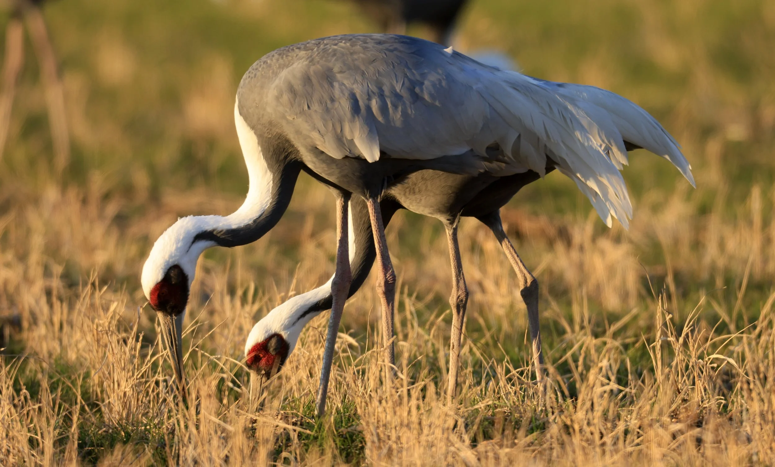 White-naped Crane (Antigone vipio) Izumi Crane Park & Center, Izumi Kagoshima Kyushu Japan (599).jpg