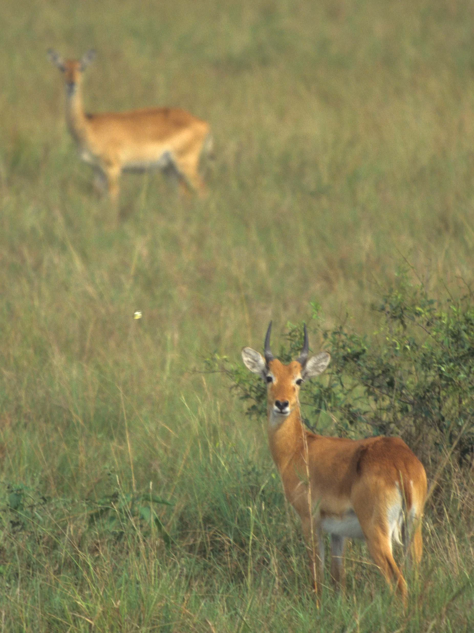 BOVID - ORIBI - UGANDA QE NP (2).jpg