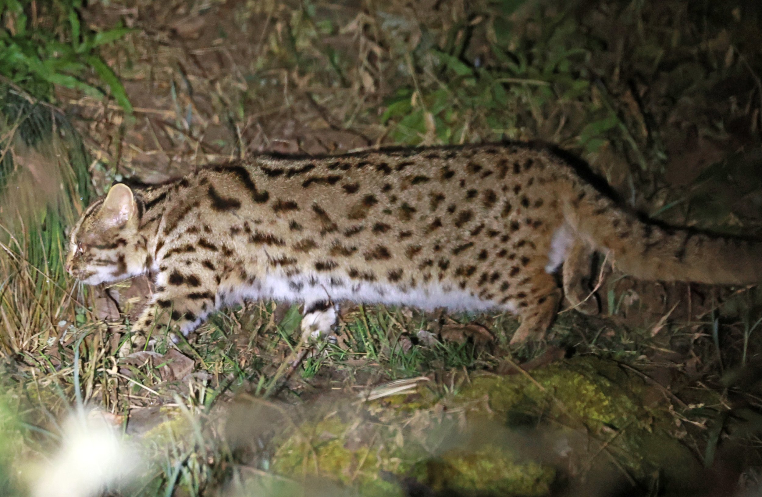 Mainland Leopard Cat (Prionailurus bengalensis) Tangjiahe National Nature Reserve, Sichuan China (47).jpg