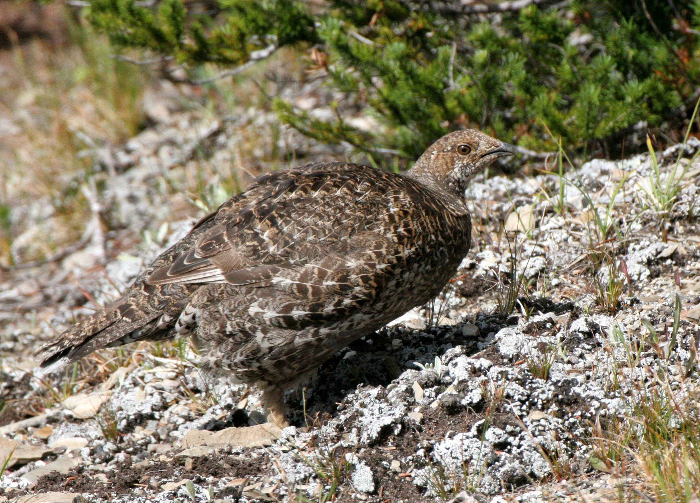 BIRD - GROUSE - BLUE-GROUSE - OLYMPIC NATIONAL PARK (2).JPG