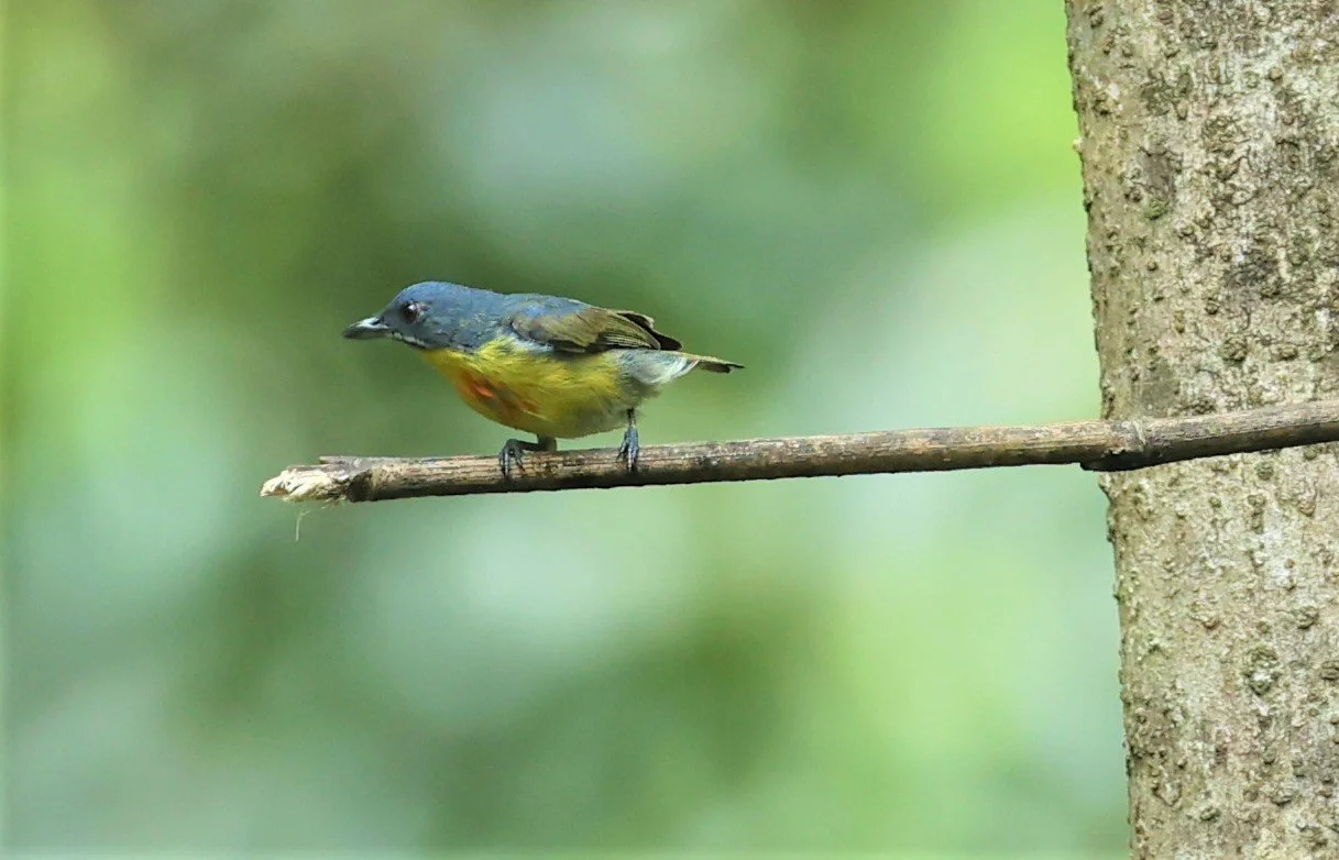 FLOWERPECKER - CRIMSON-BREASTED FLOWERPECKER - Prionochilus percussus - SRI PHANG NGA AREA SONGKRAN 2022 (10).jpg