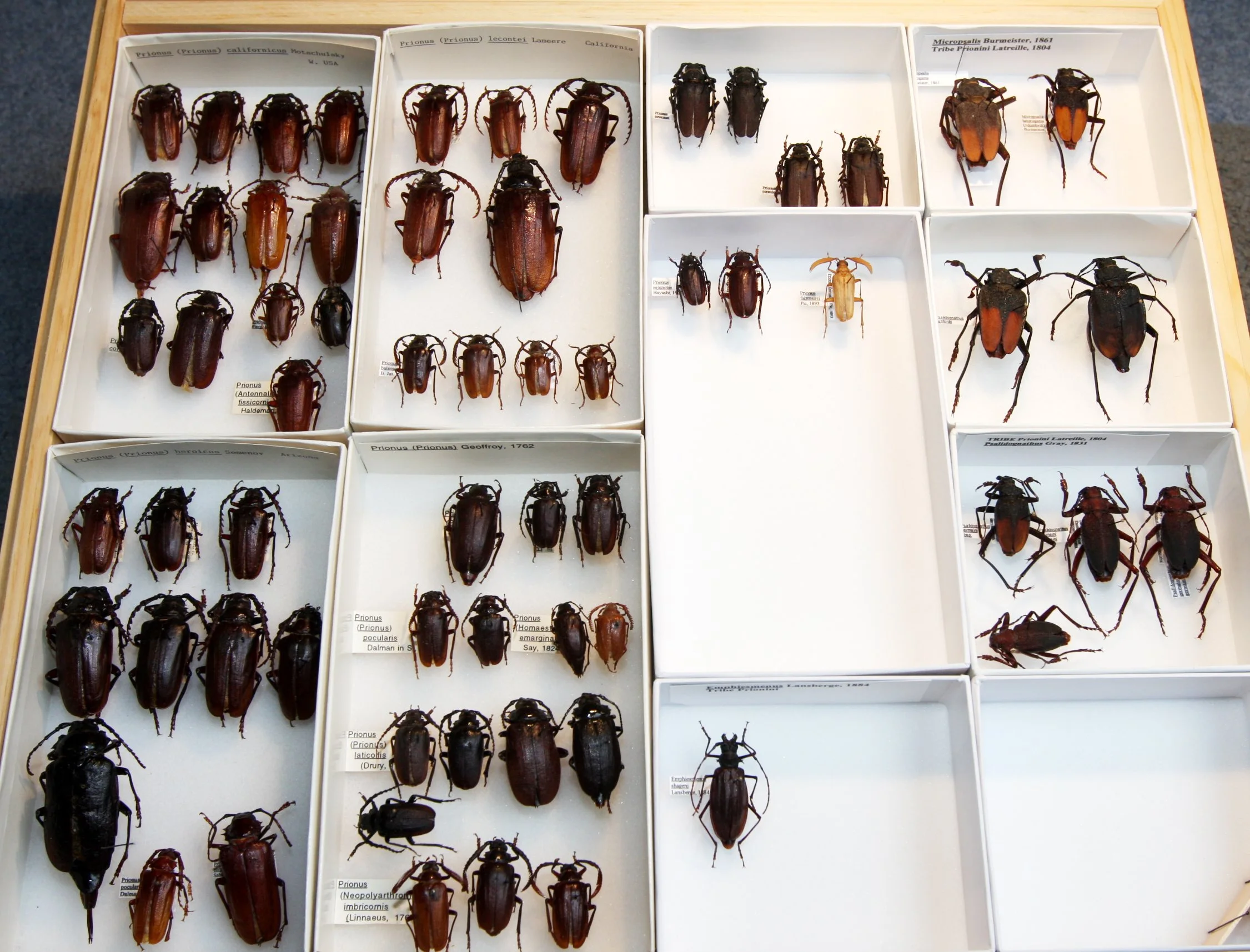 Prioninae 11  Prionini  Prionus species.JPG