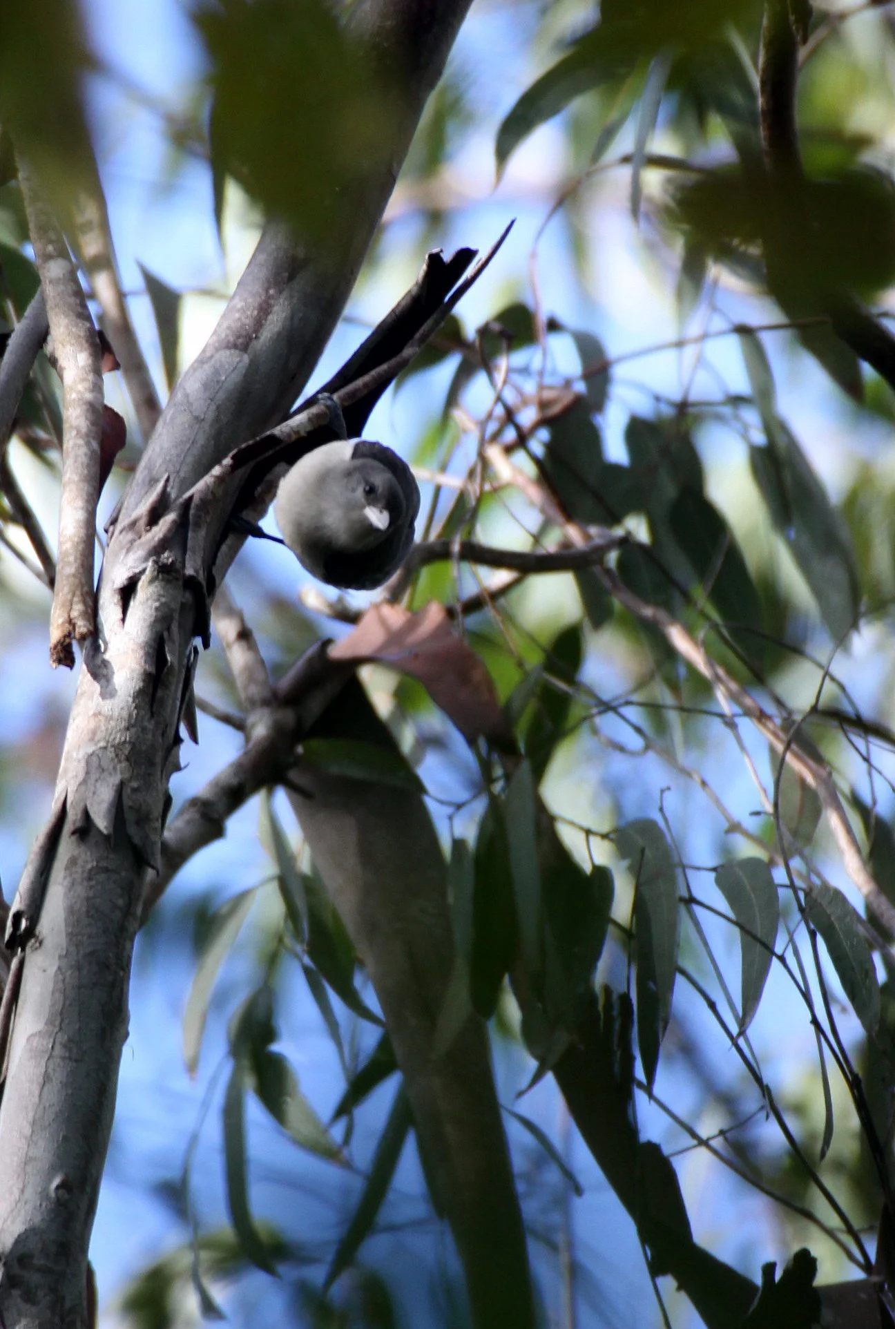 Artamella viridis - White-headed Vanga - Berenty Reserve, Madagascar