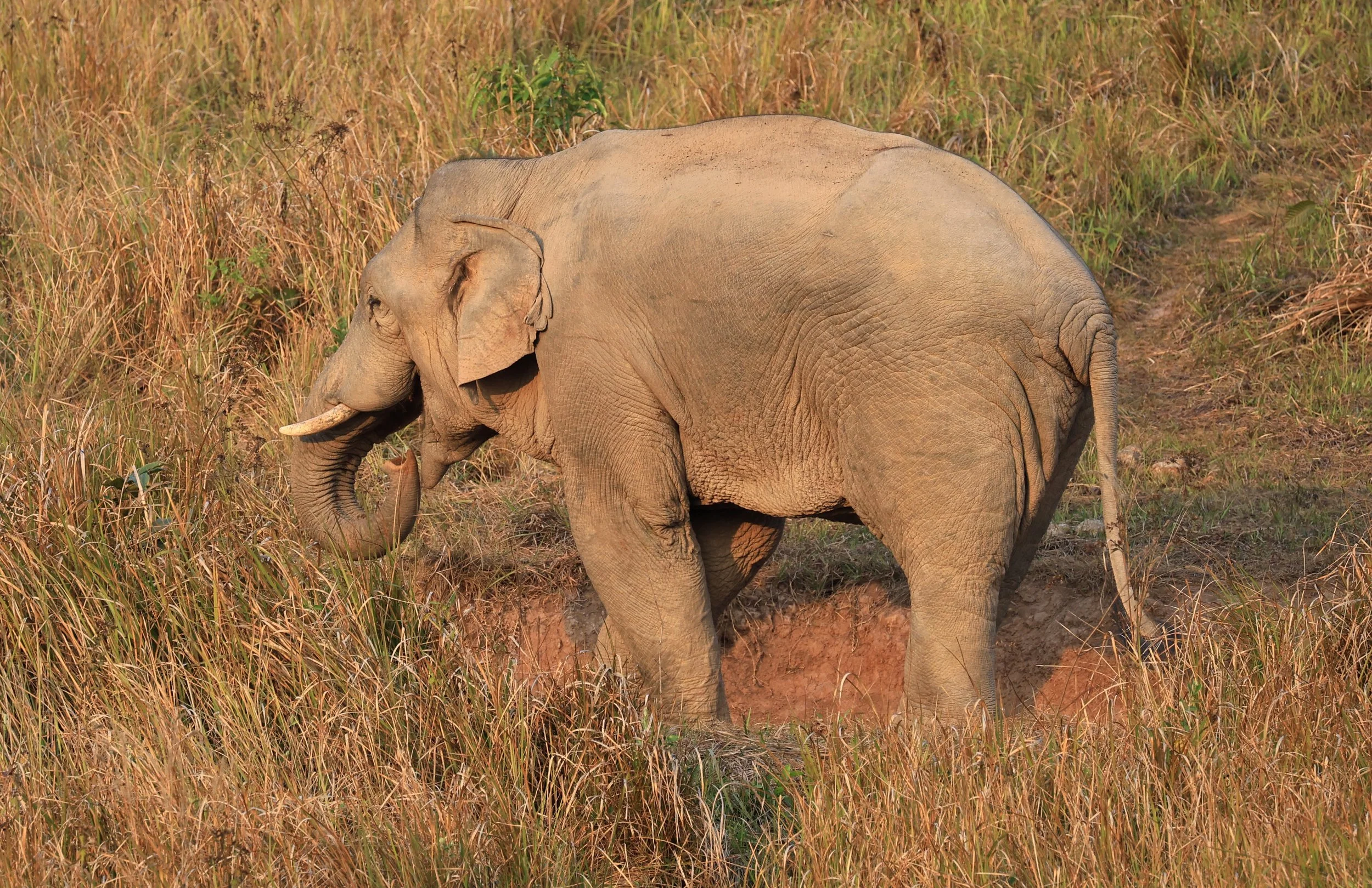 Asian Elephant (Elephas maximus) Khao Yai National Park, Thailand (8).jpg