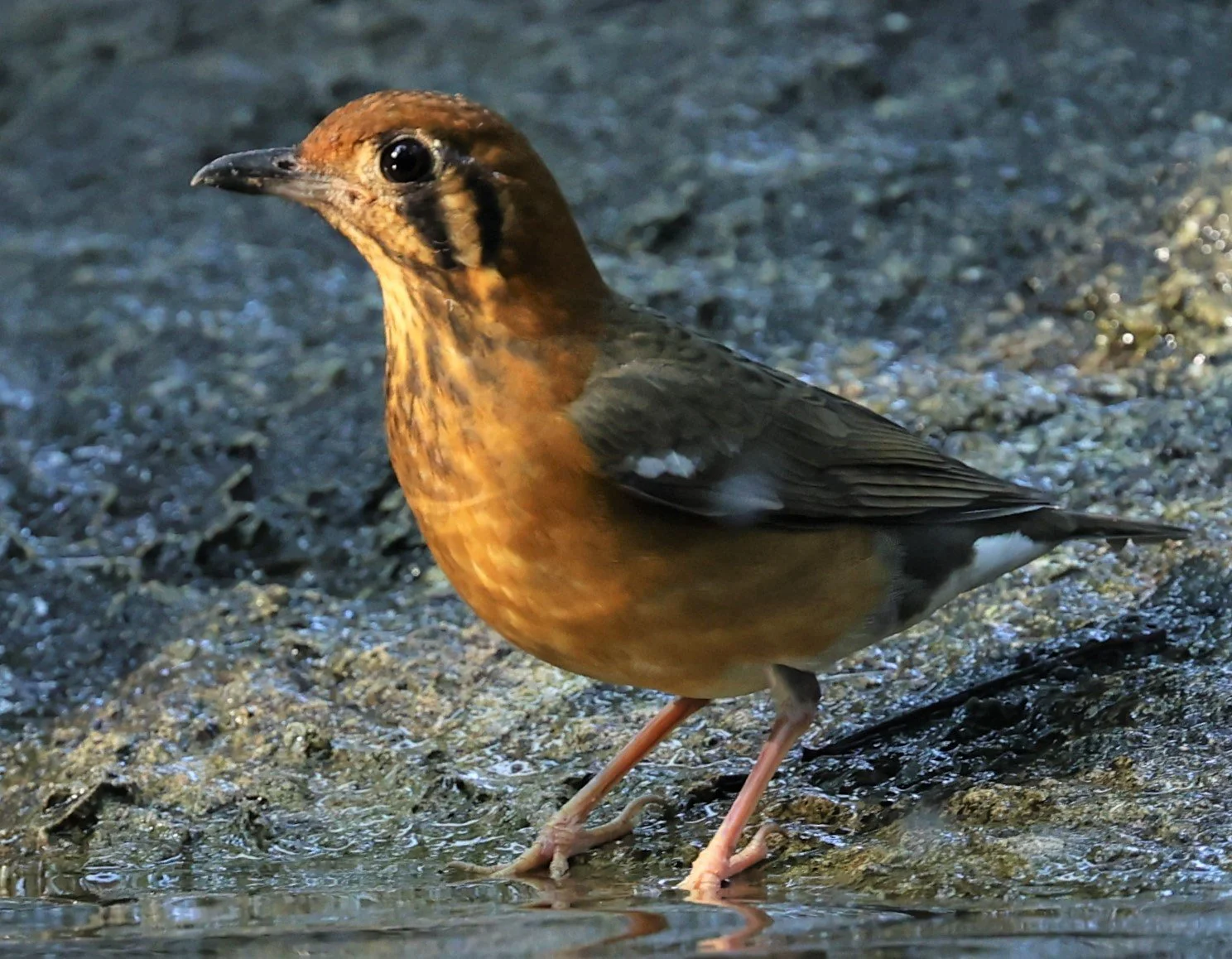 Orange-headed Thrush (Zoothera citrina) Wat Tham Prathum Chonburi Thailand (11).jpg