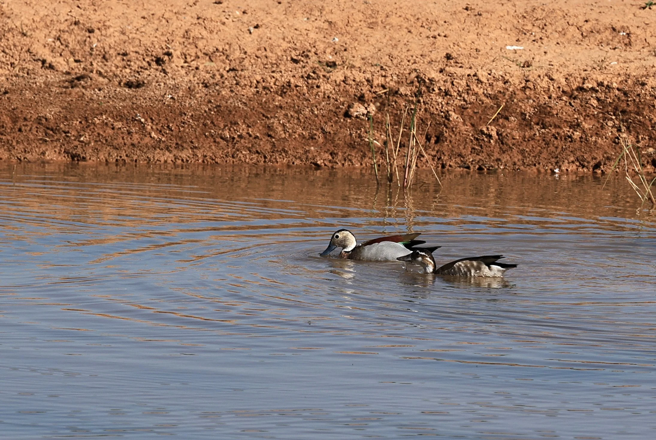 Ringed Teal (Callonetta leucophrys) Hotel Iparoma Campestre Paraguay (27).jpg