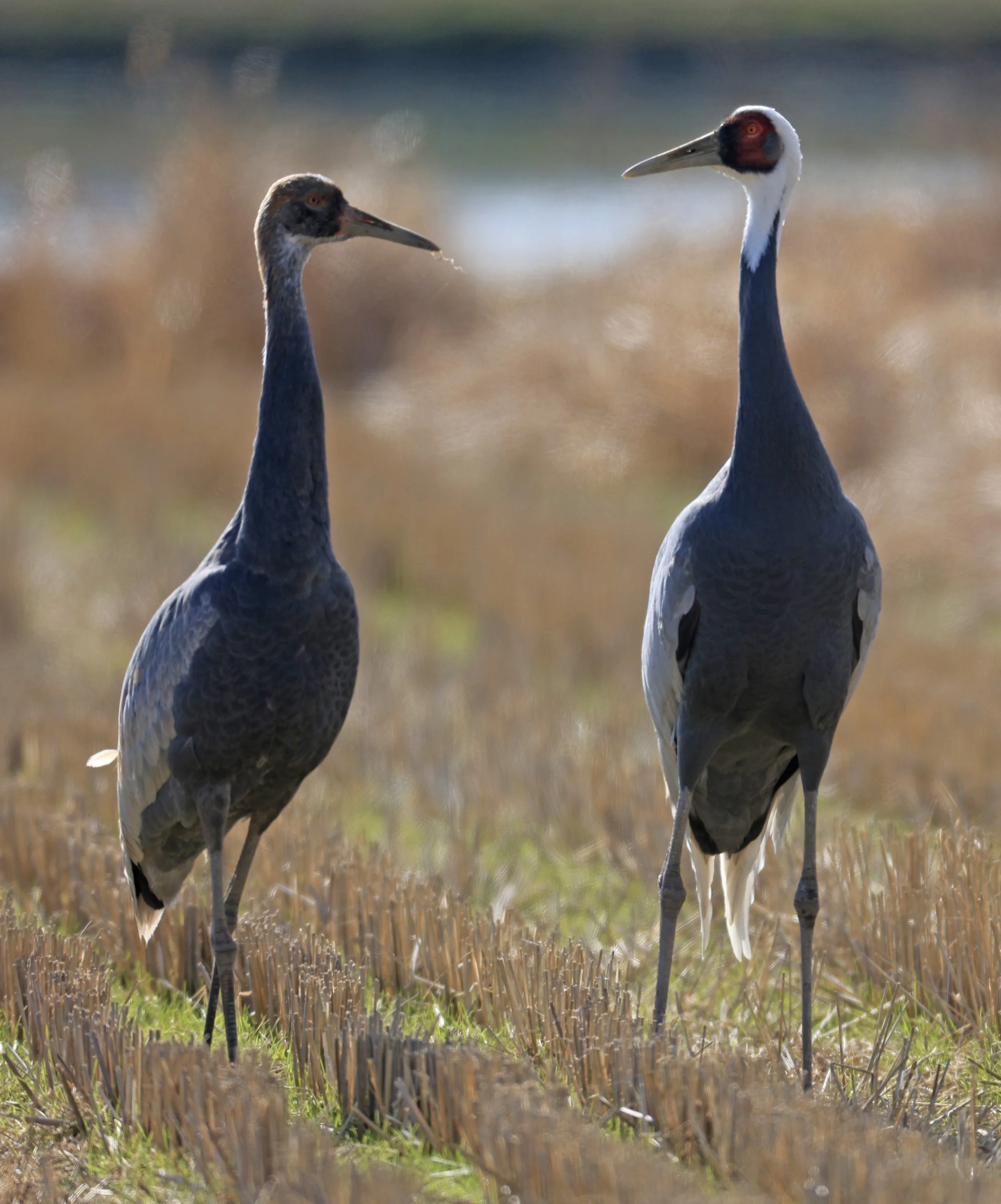 White-naped Crane (Antigone vipio) Izumi Crane Park & Center, Izumi Kagoshima Kyushu Japan  (43).jpg