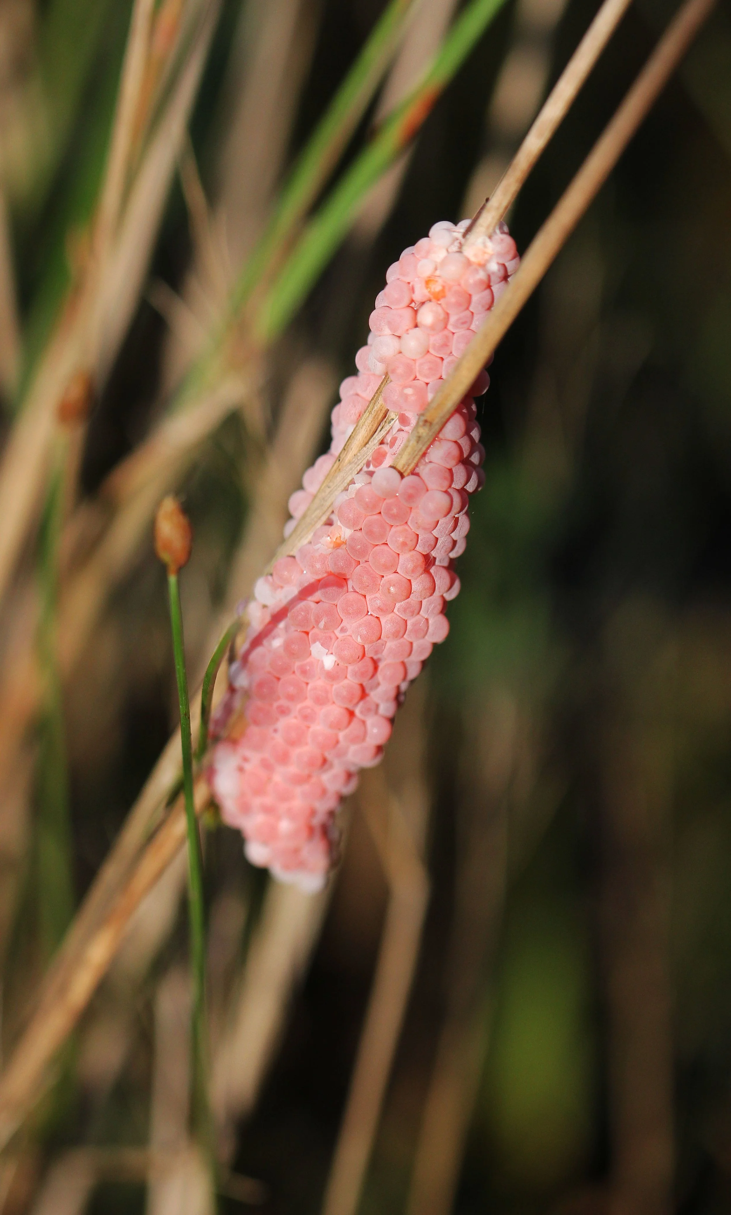 2015 Koh Lanta October Break Trip  (62).JPG