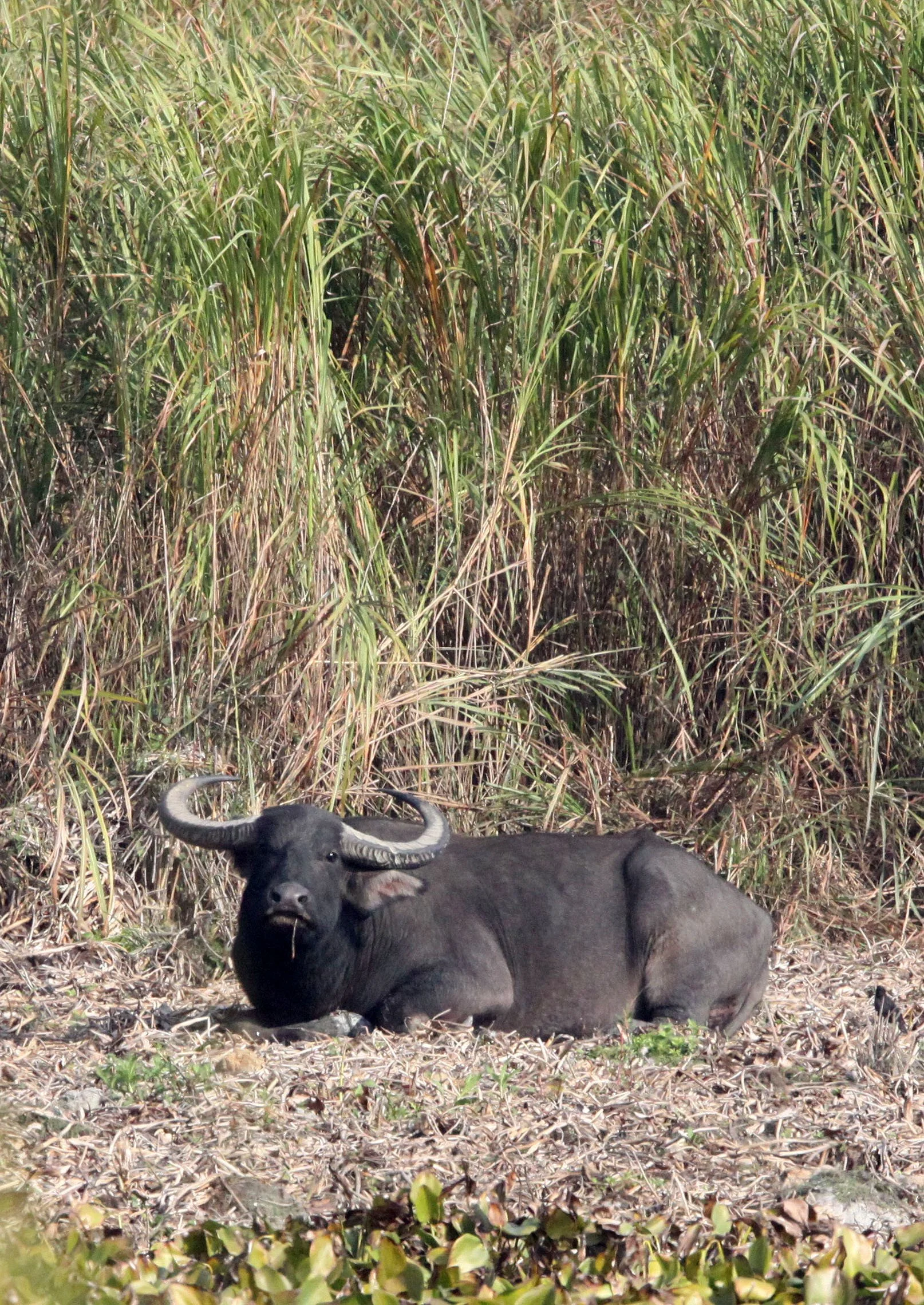 BUFFALO - ASIAN WILD WATER BUFFALO - Bubalus arnee - KAZIRANGA NATIONAL PARK ASSAM INDIA (2).JPG