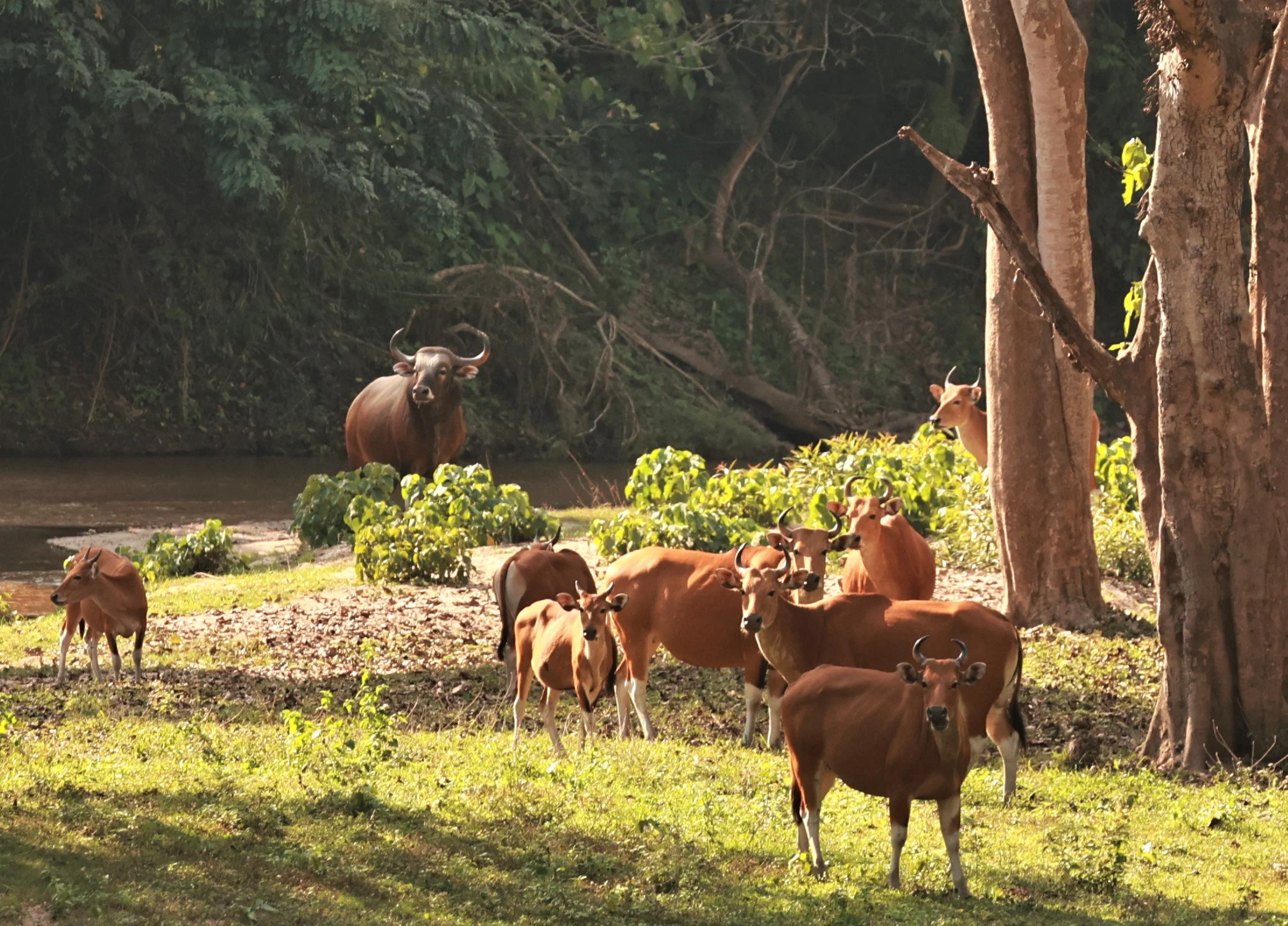 Burma Banteng (Bos javanicus birmanicus) herd in Huai Kha Khaeng.