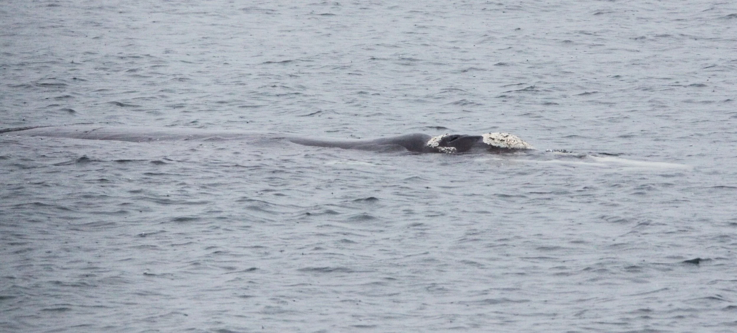 Eubalaena australis - SOUTHERN RIGHT WHALE - WEST COAST NATIONAL PARK SOUTH AFRICA (7).JPG
