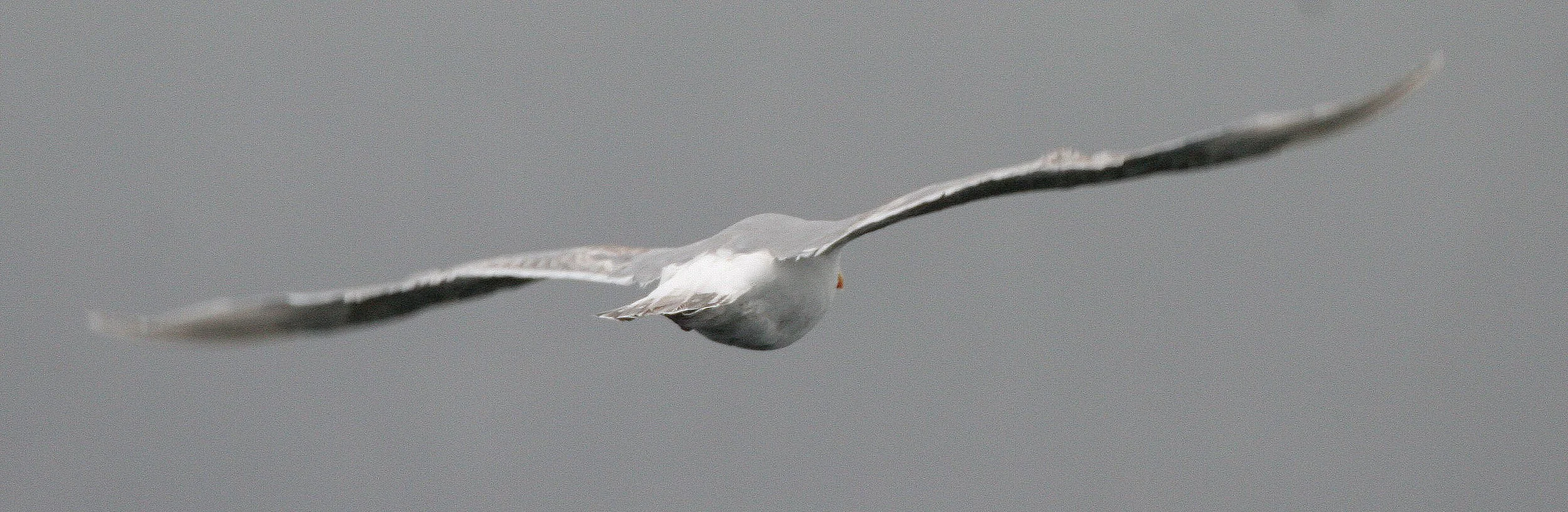 BIRD - GULL - SLATY-BACKED IN KURILS RUSSIA (2).jpg