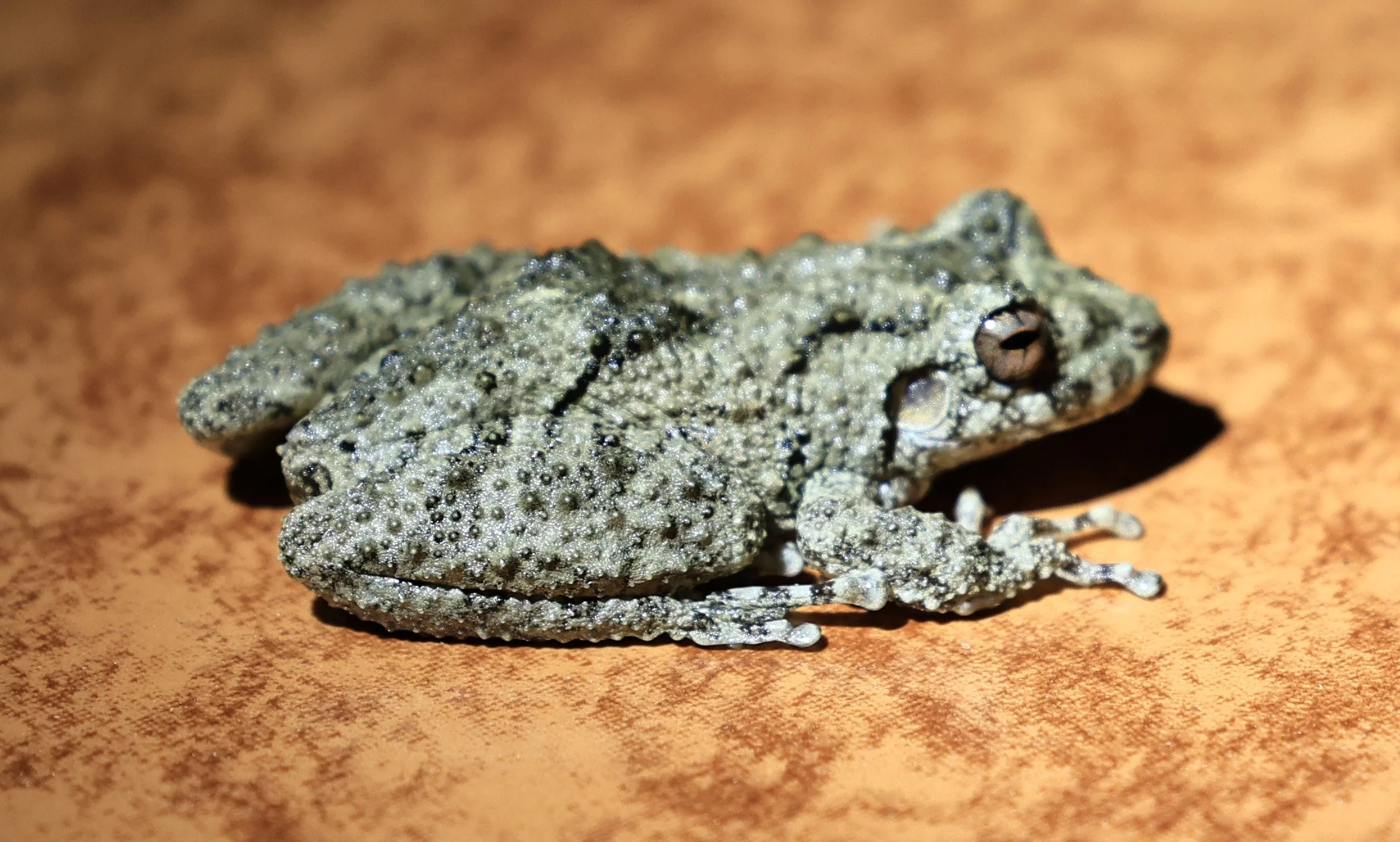 Mato Grosso Snouted Tree Frog or Warty Snouted Tree Frog (Scinax acuminatus) Estancia Campo'í Paraguay