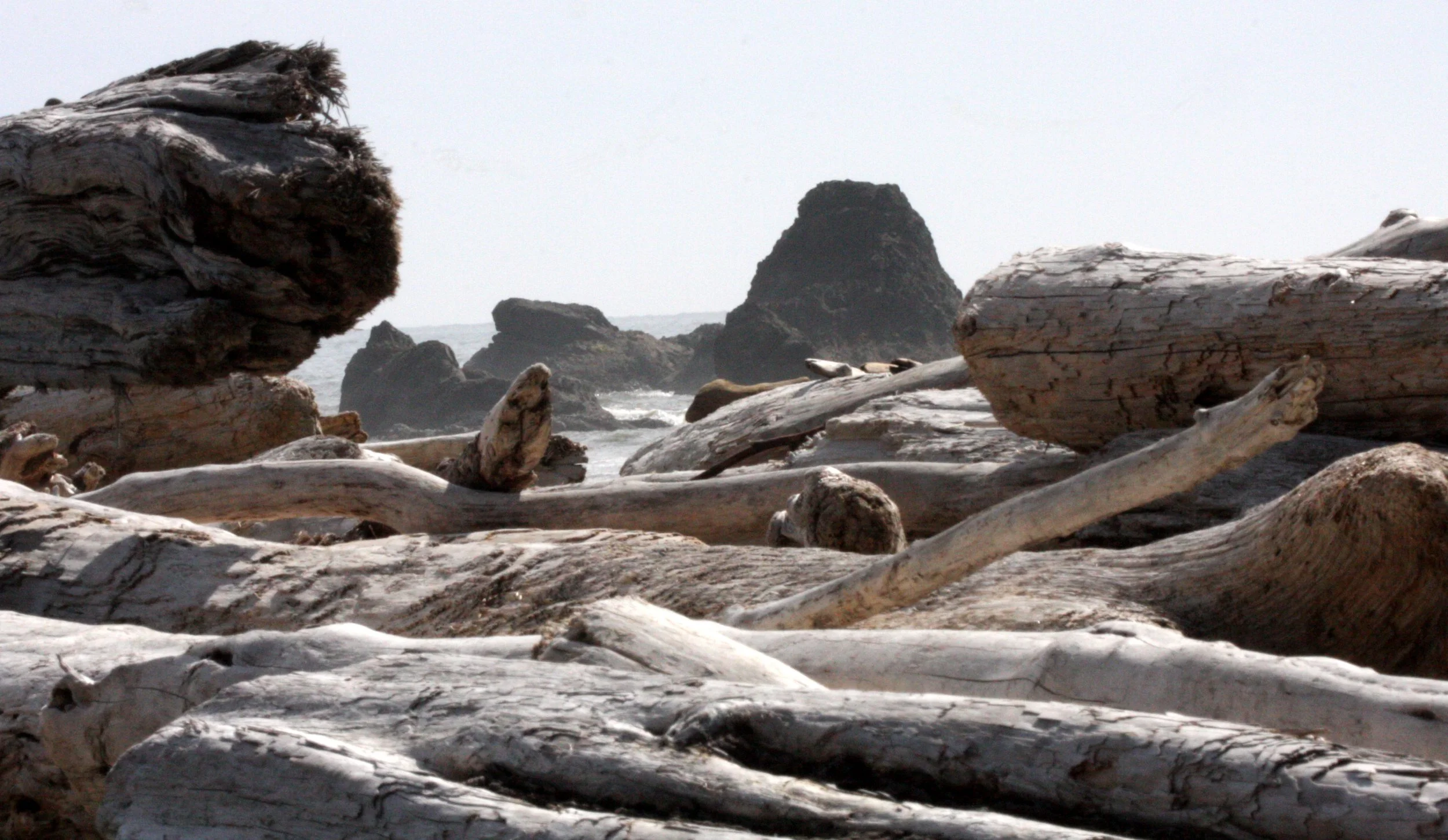 RUBY BEACH - DRIFT WOOD AND SEA STACK.JPG