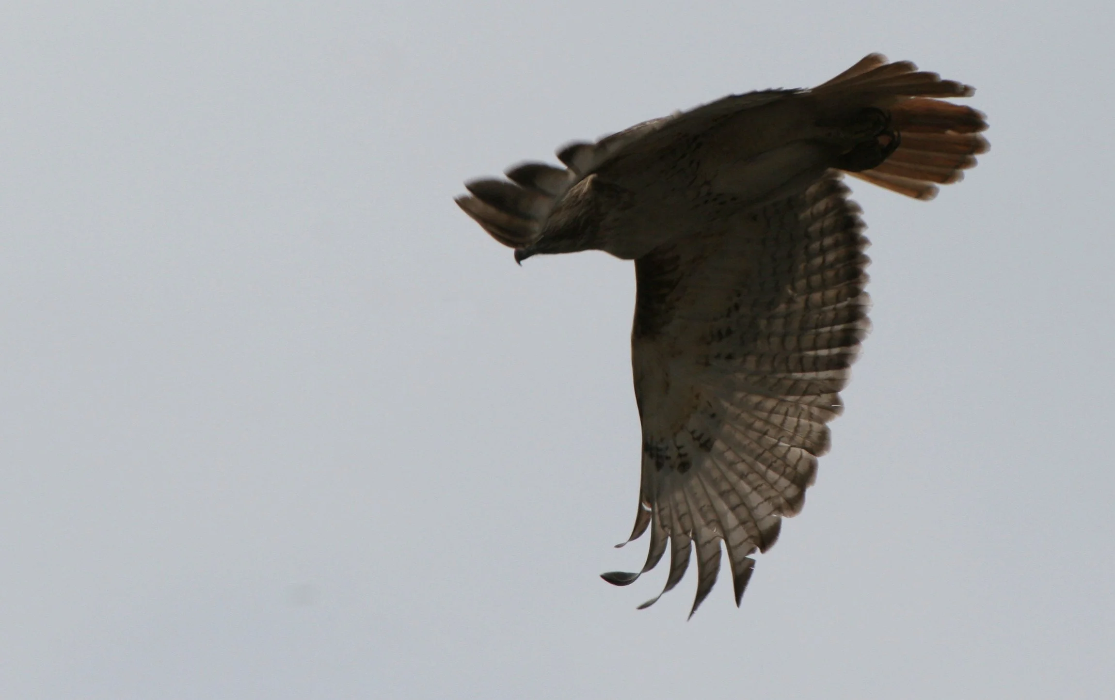Buteo jamaicensis - RED-TAILED HAWK - WHEATON ILLINOIS (1).JPG