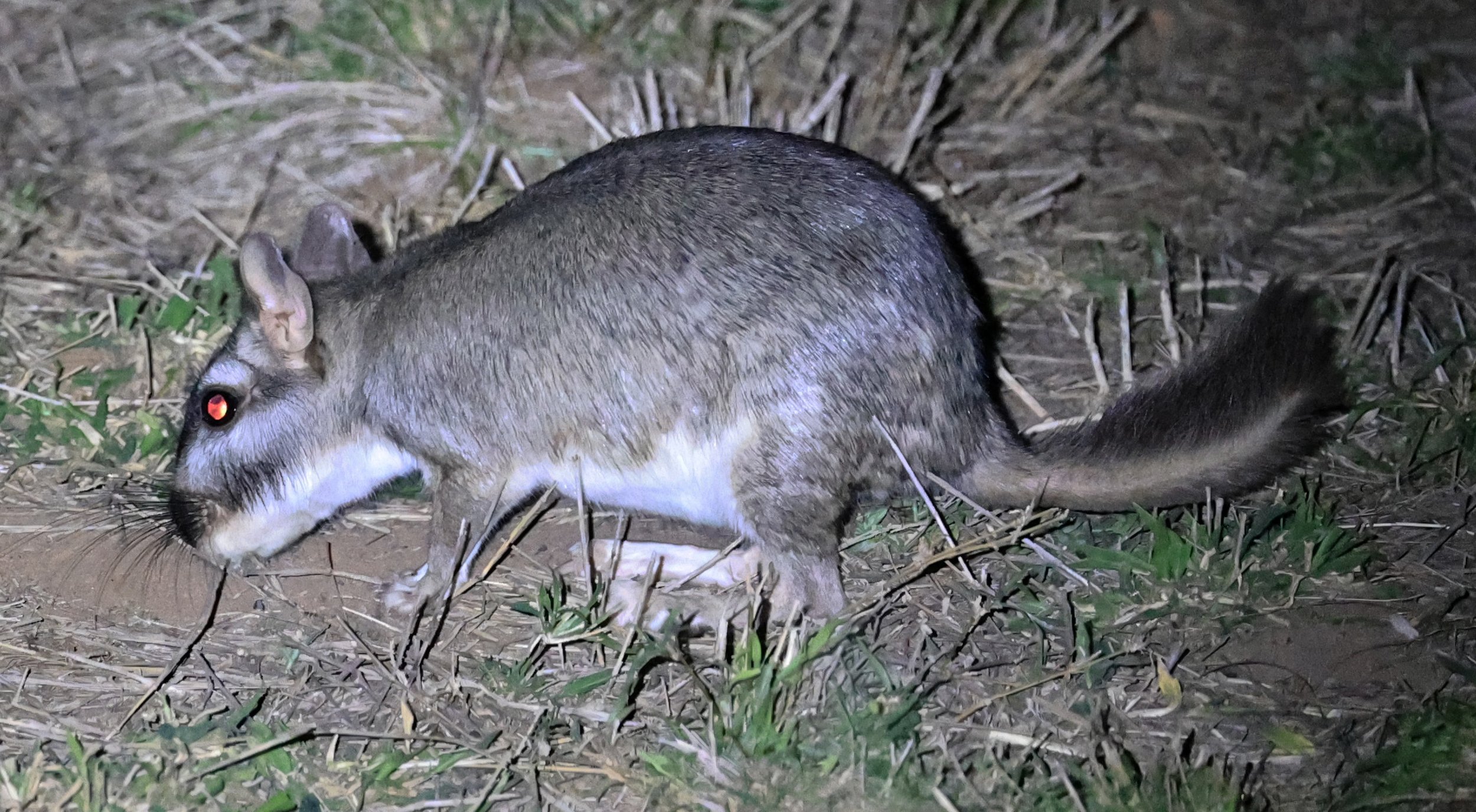 Plains Vizcacha (Lagostomus maximus) Reserva Natural Canada el Carmen, Paraguay  (27).jpg
