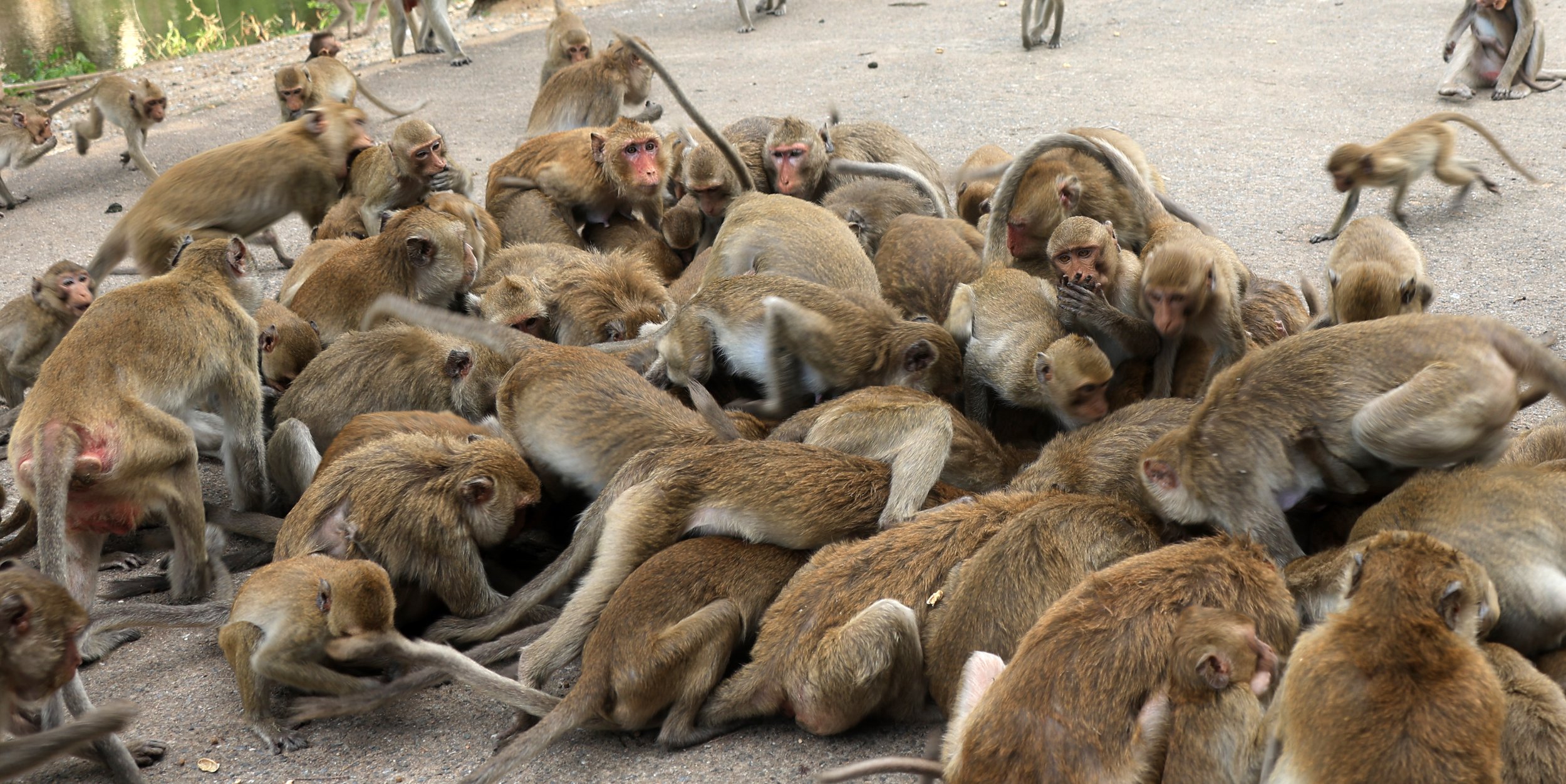 Khao Nor Khao Kaew Bat Viewing Nakhon Sawan (16).jpg