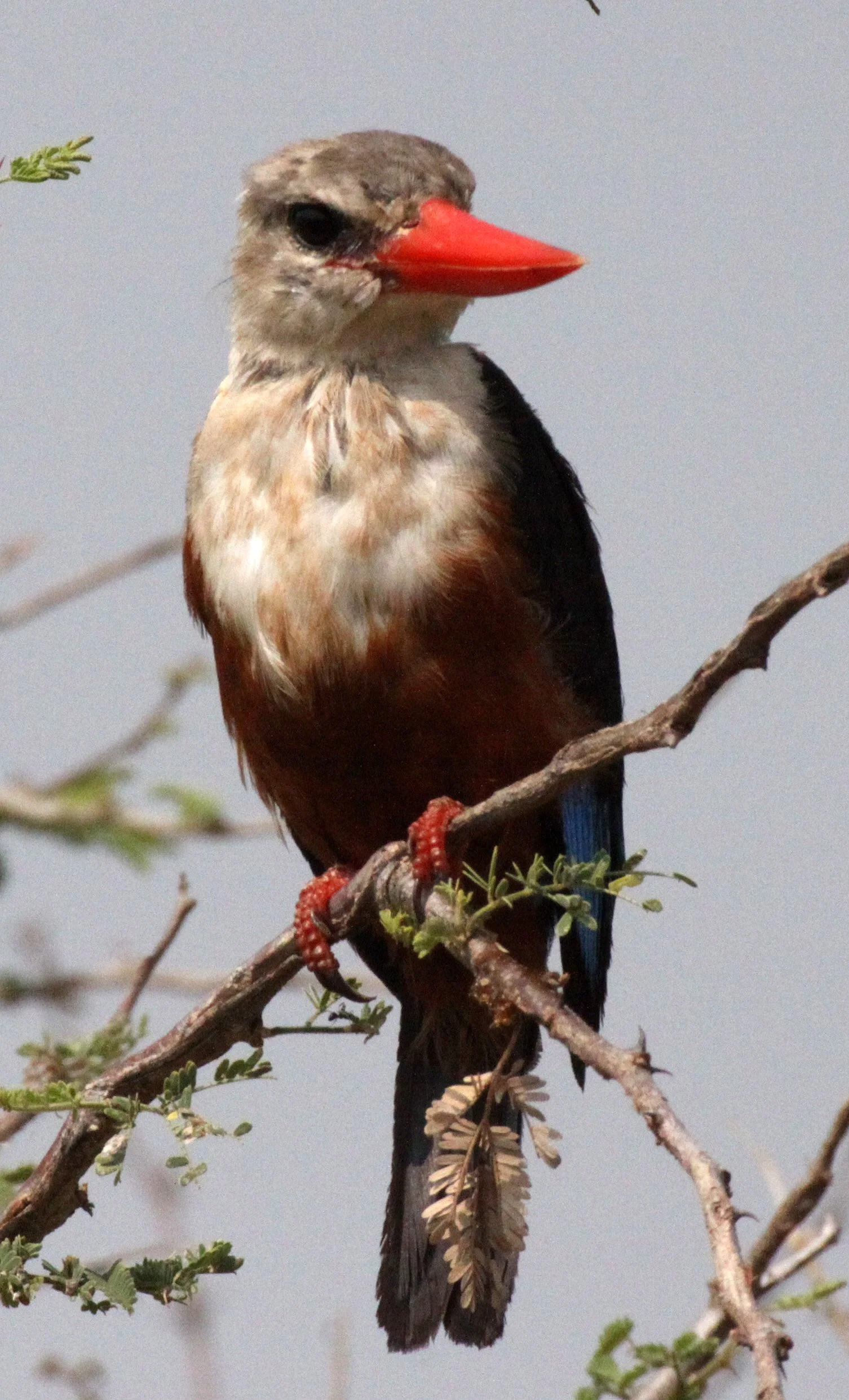Halcyon leucocephala - GREY-HEADED KINGFISHER - MURCHISON FALLS NATIONAL PARK UGANDA  (12).JPG