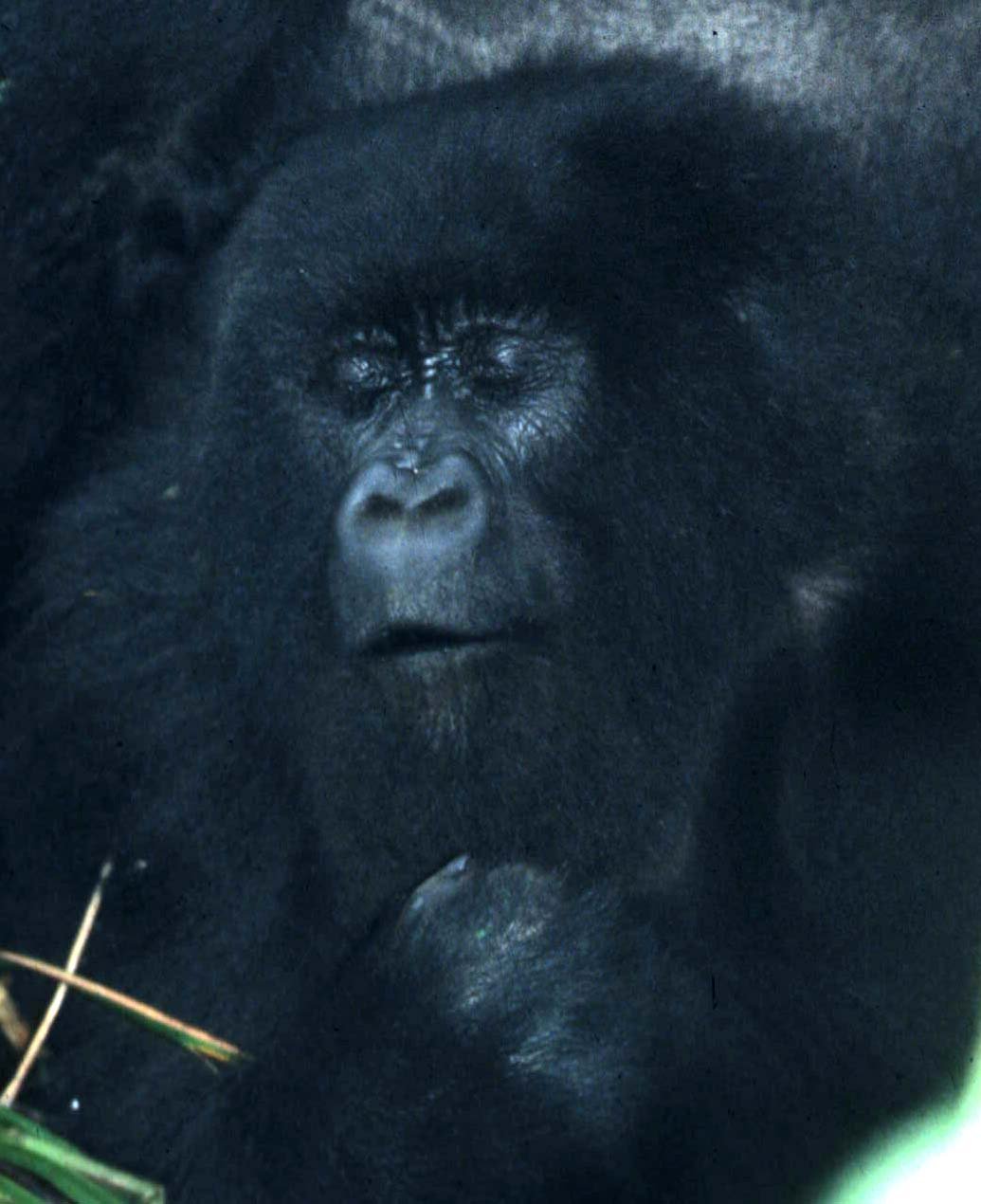 PRIMATE - GORILLA-RWANDA PARC DU VULCANS (43).jpg